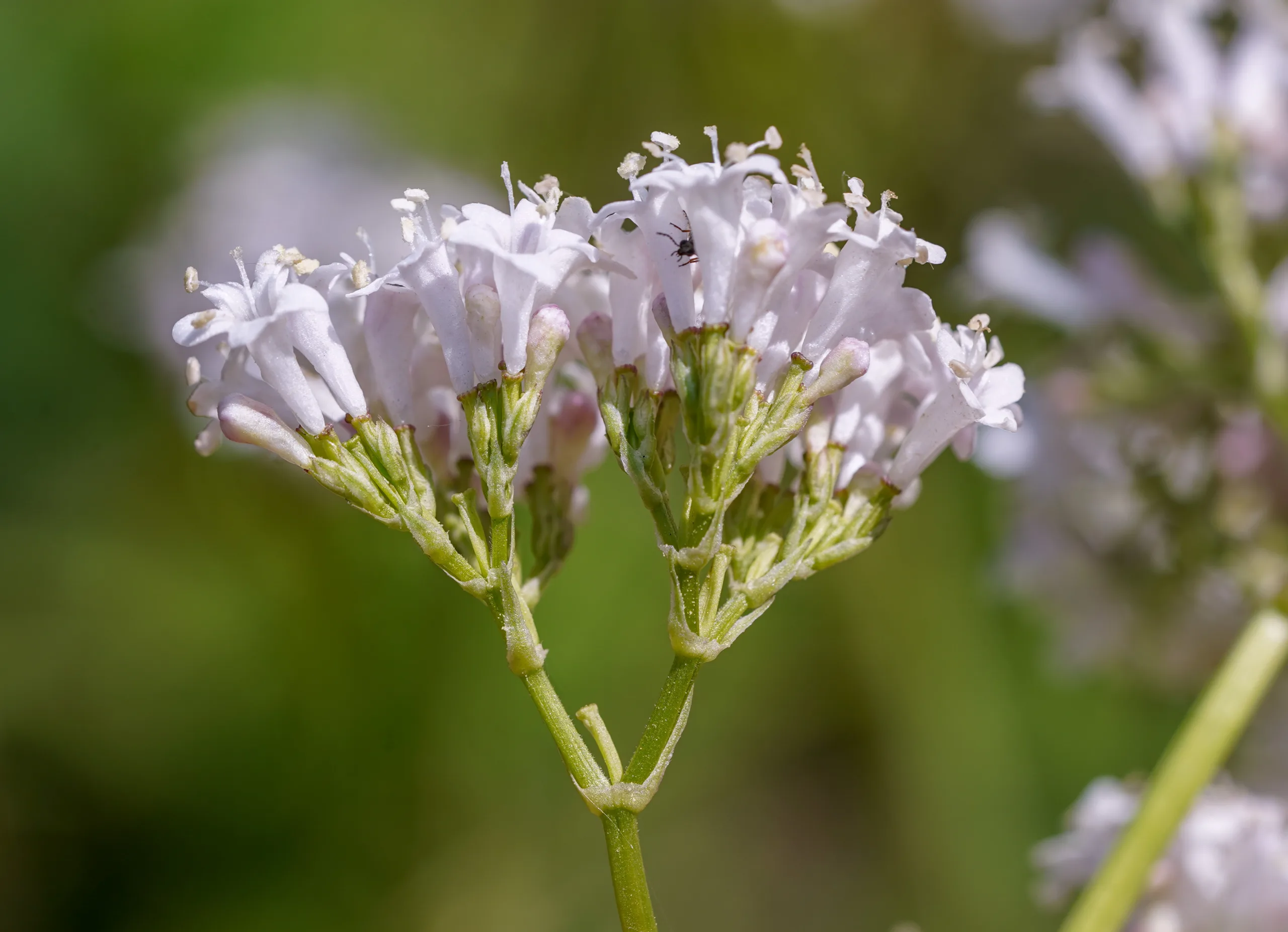 Valeriana italica