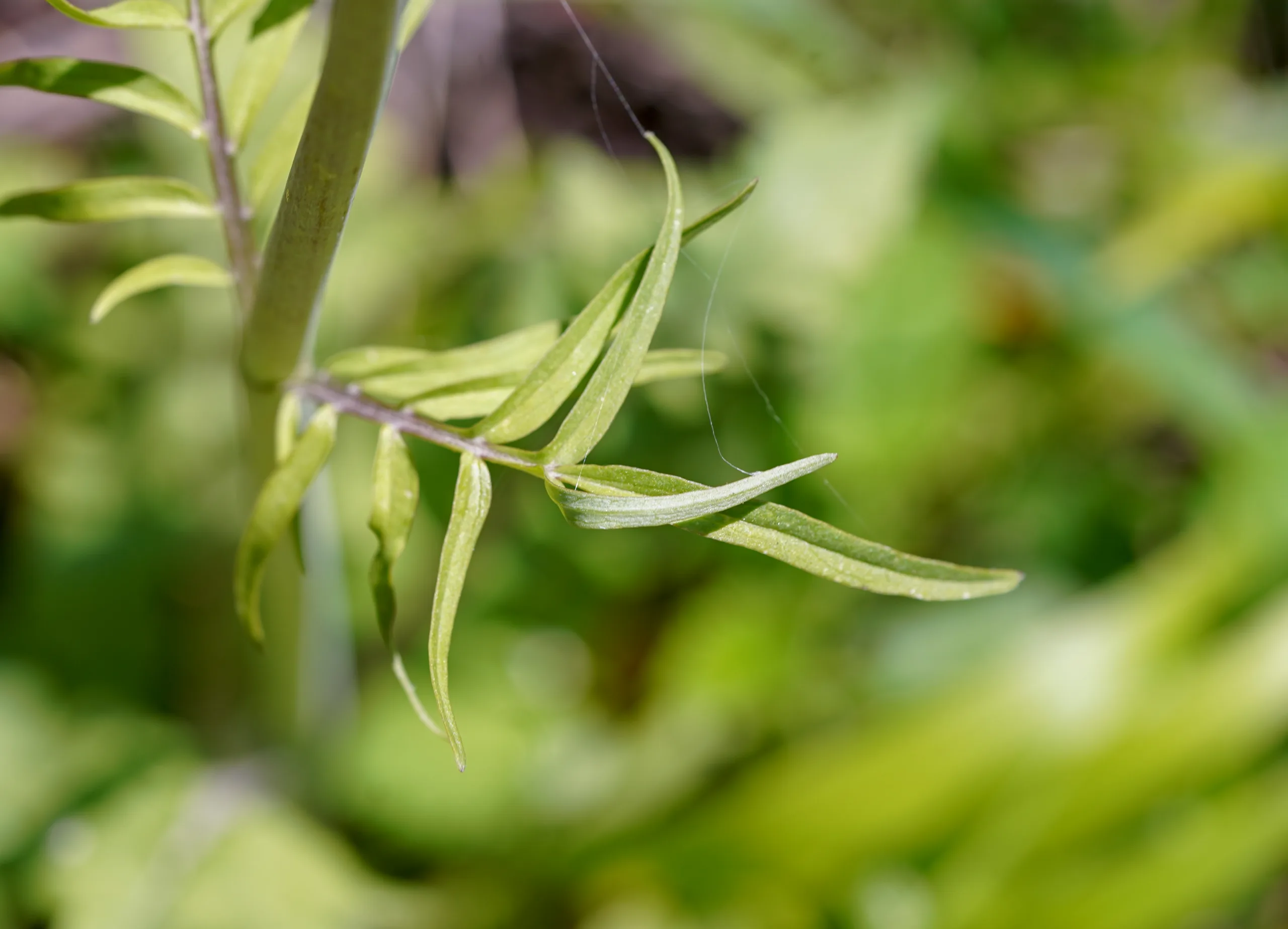 Valeriana italica