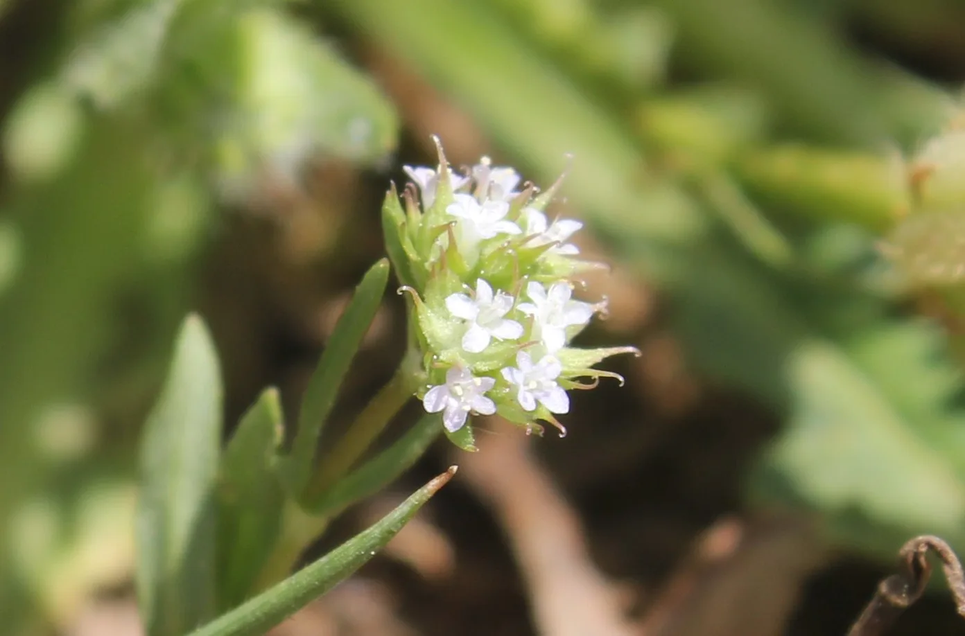 Valeriana coronata