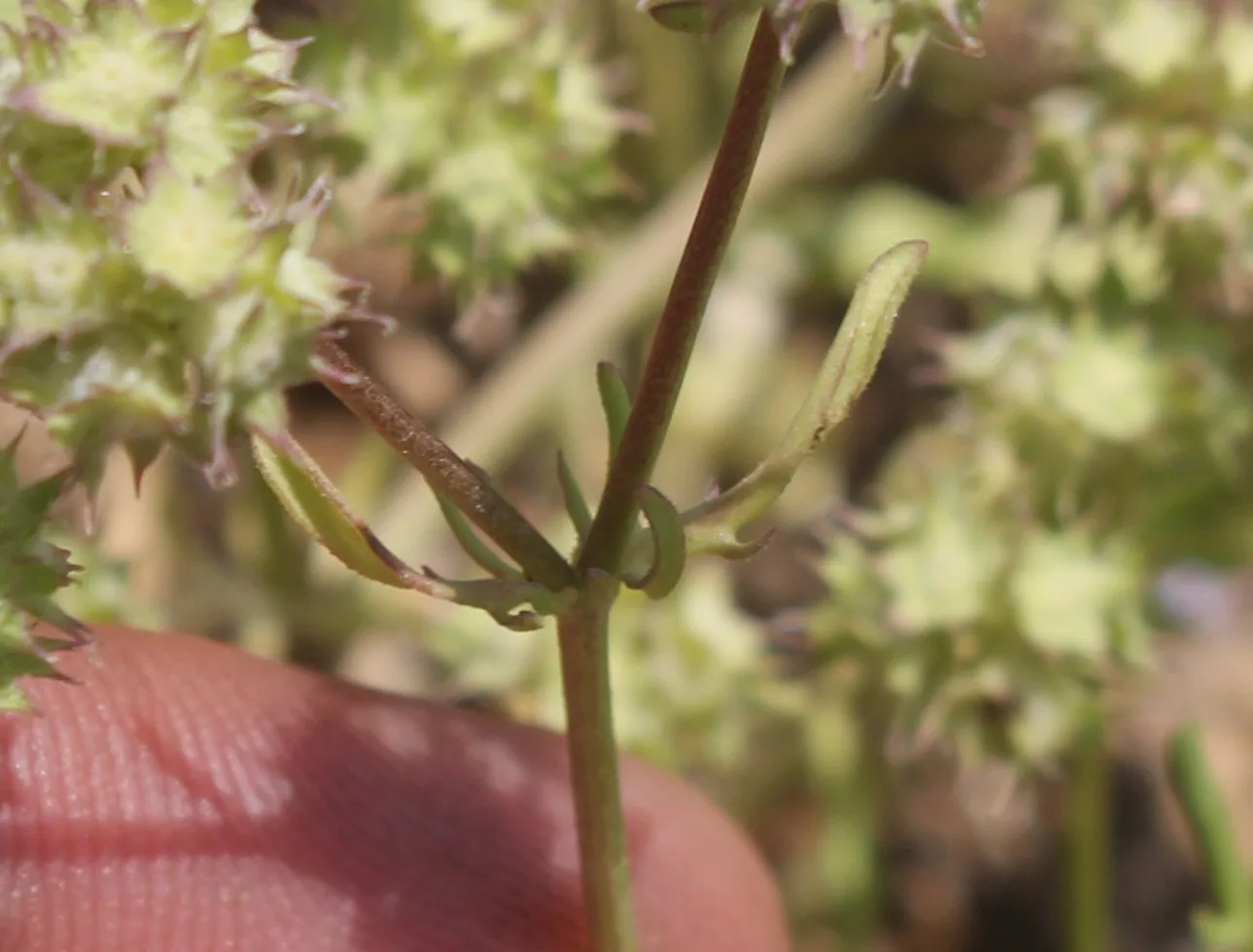 Valeriana coronata