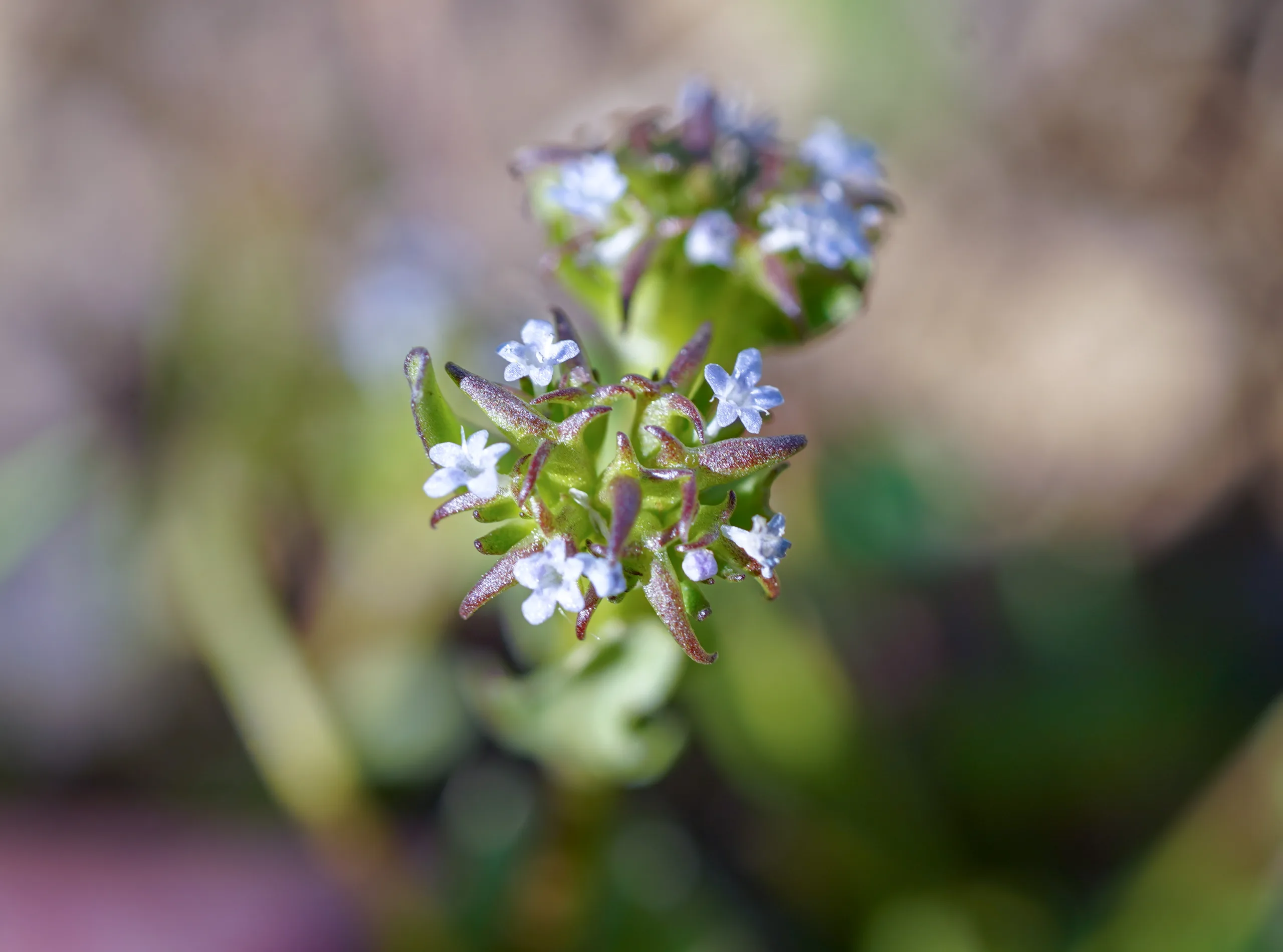 Valerianella echinata