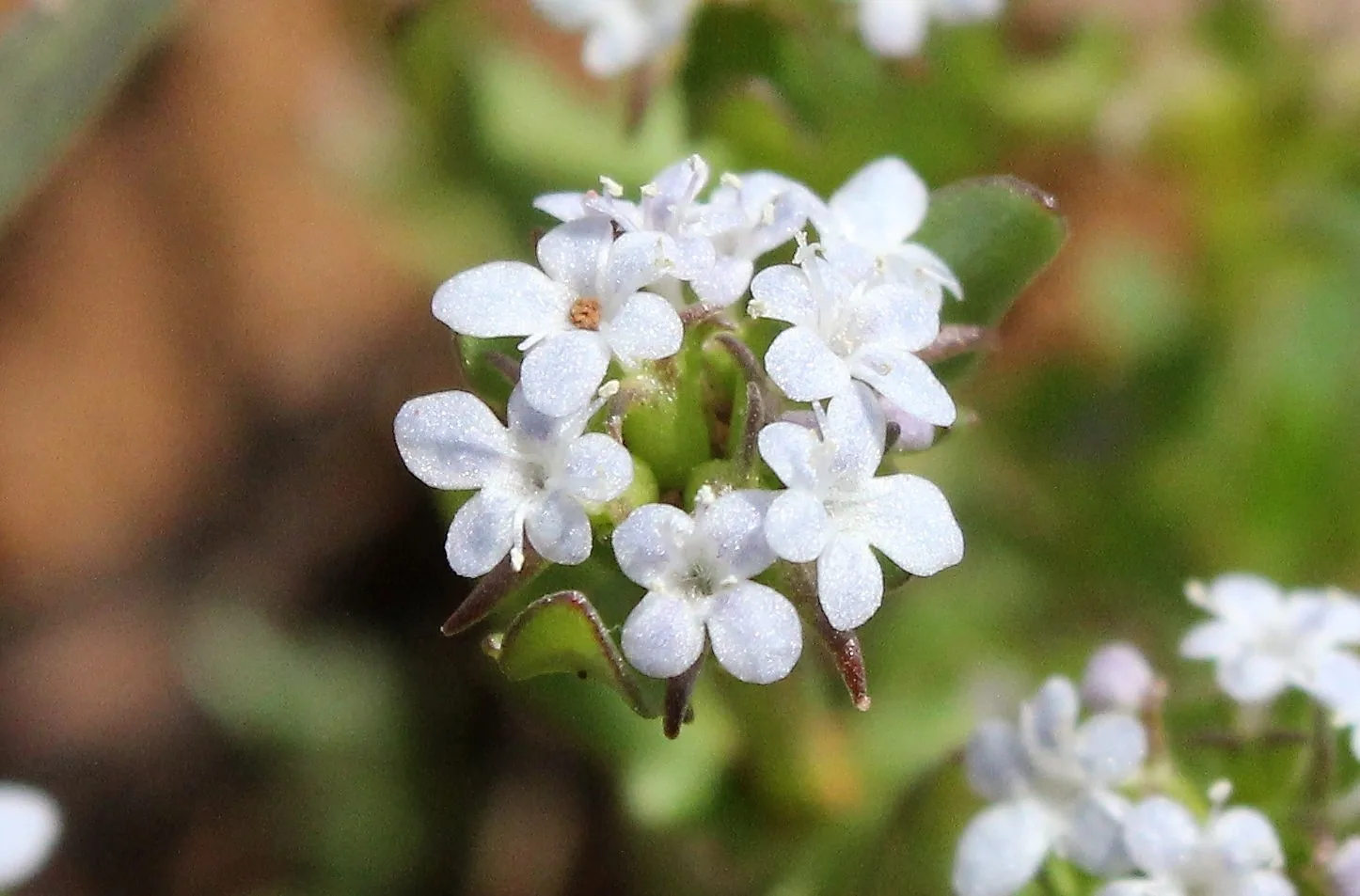 Valerianella echinata