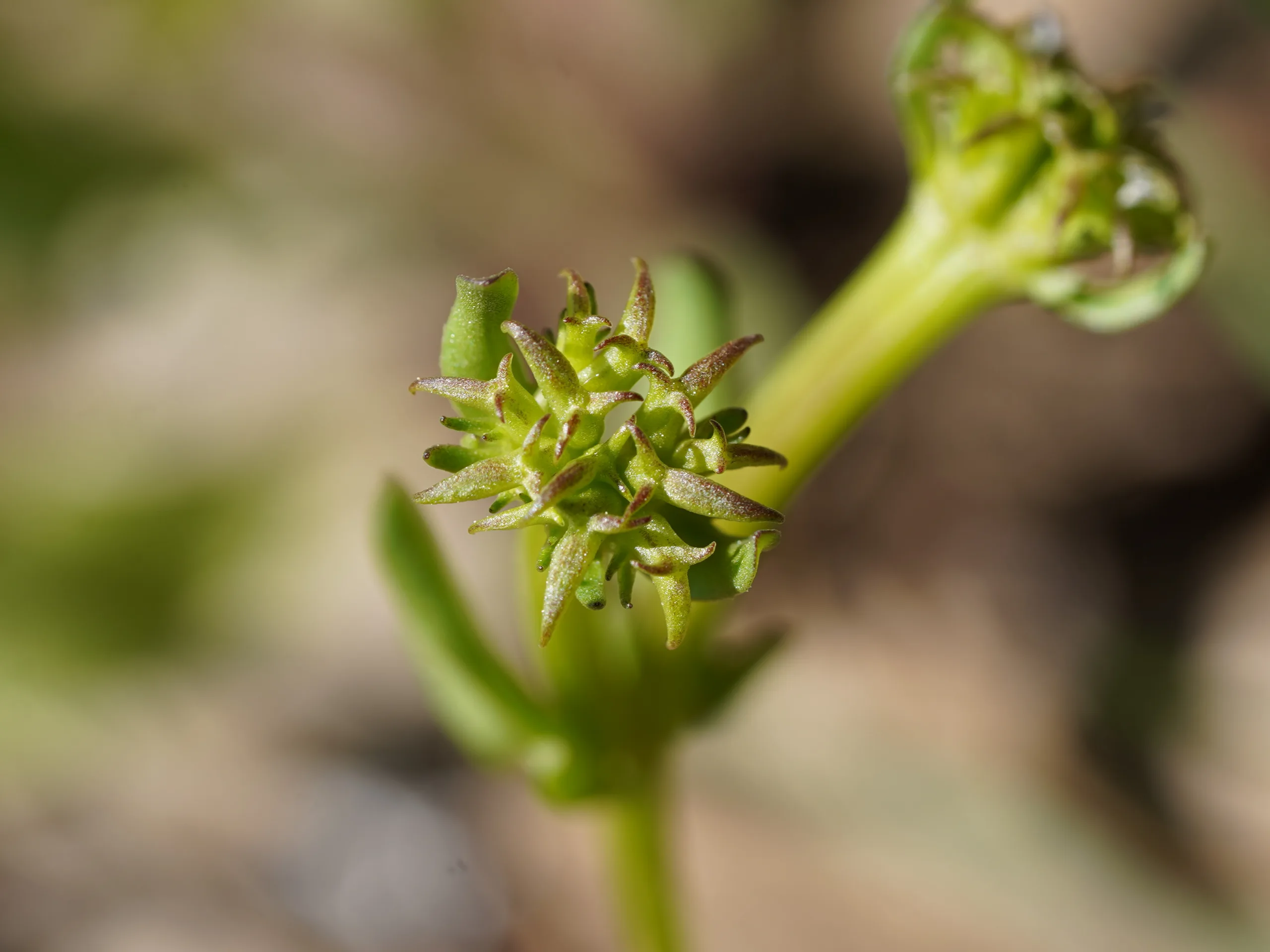 Valerianella echinata