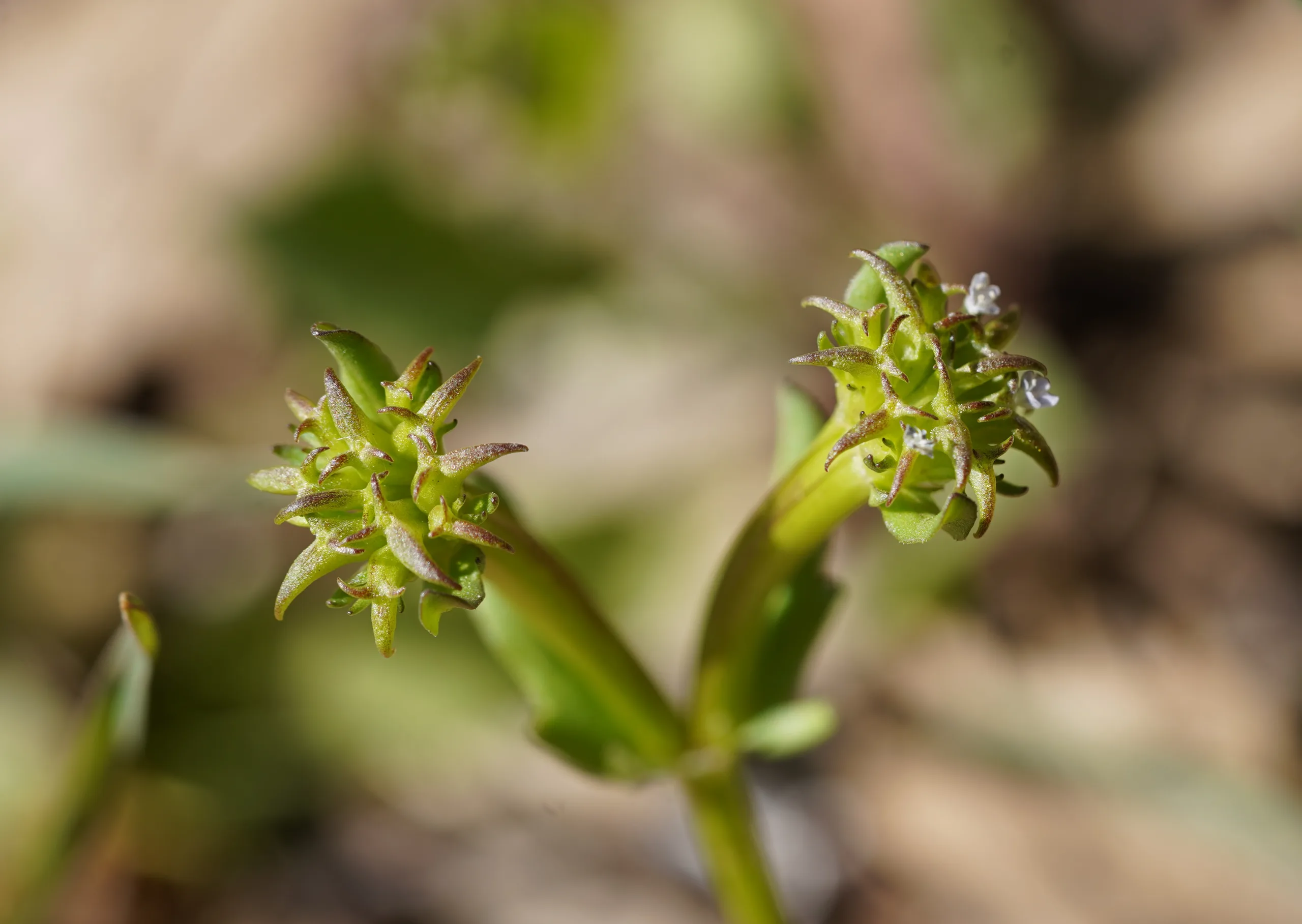 Valerianella echinata