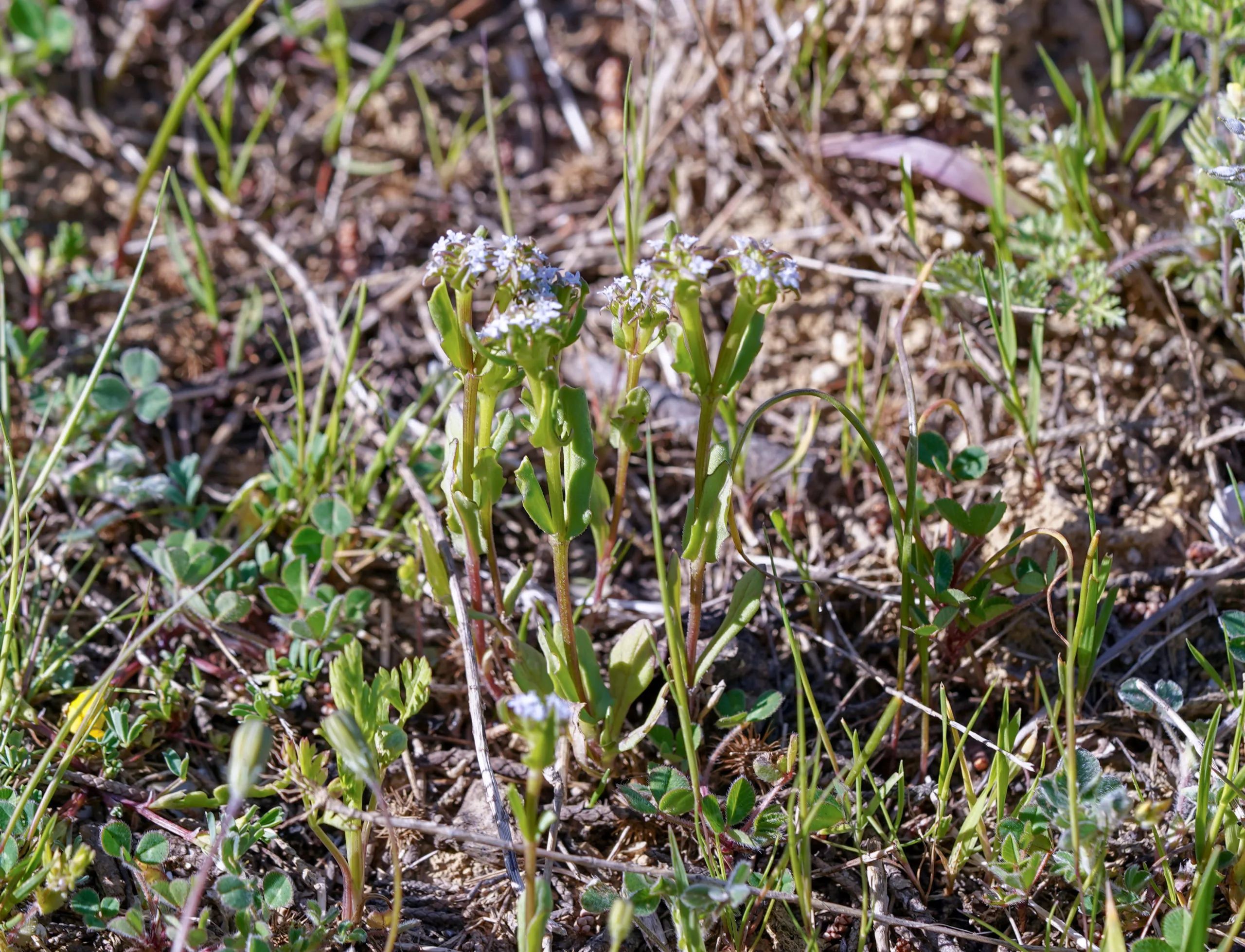 Valerianella echinata