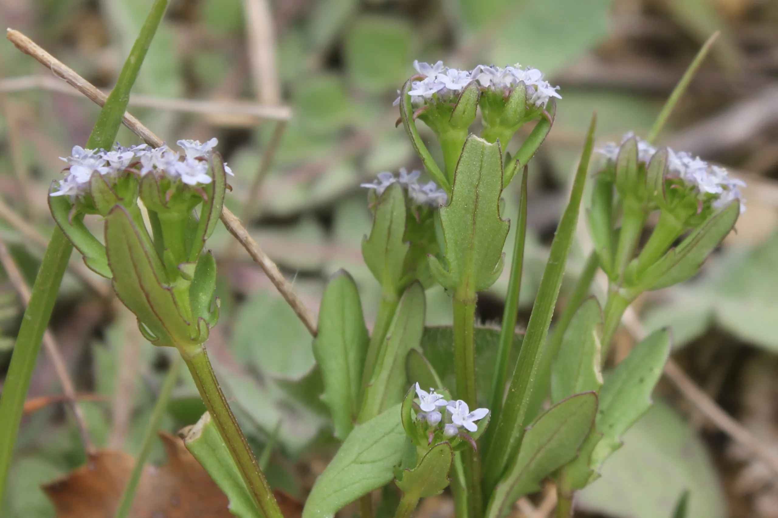 Valerianella echinata