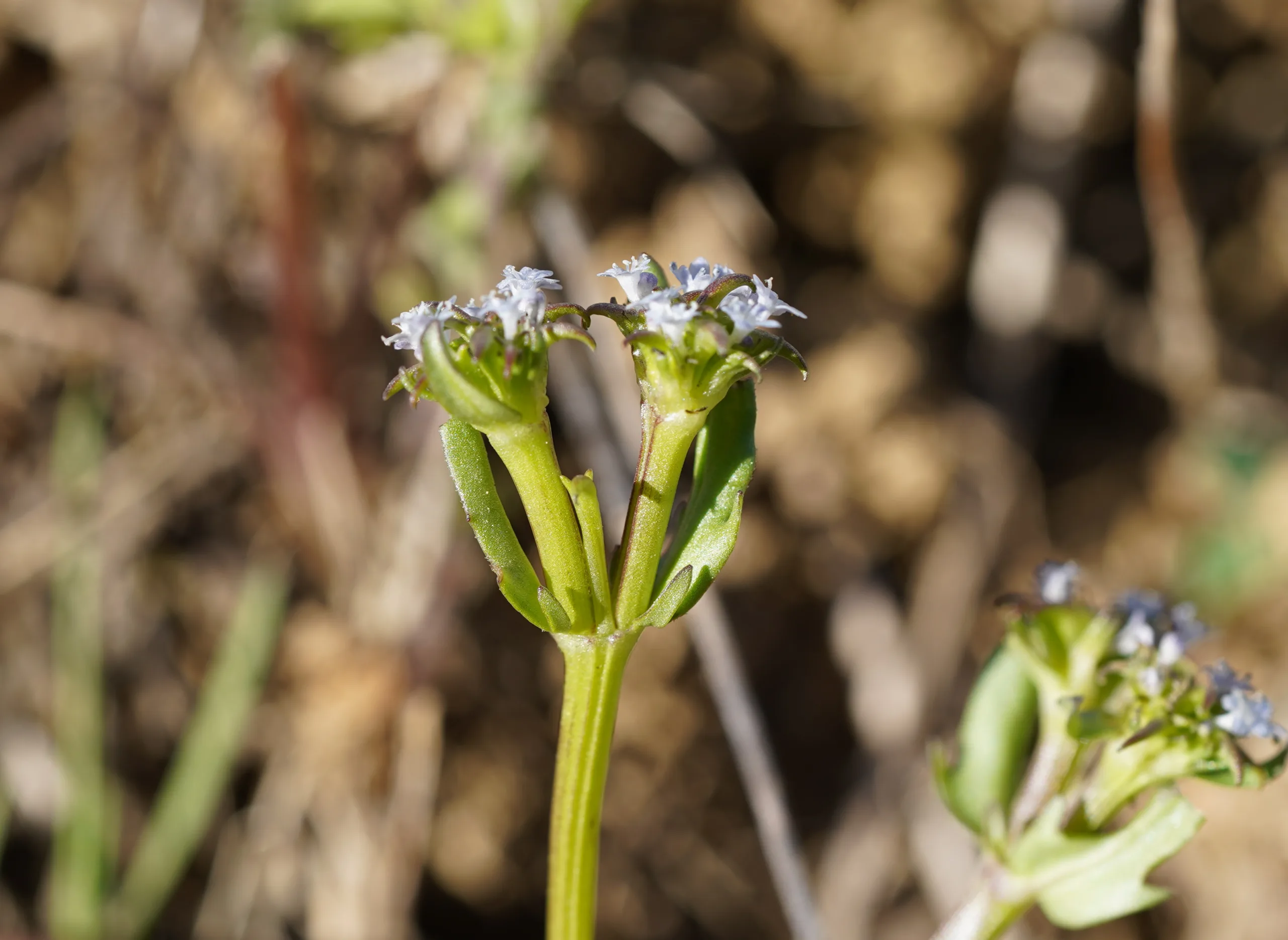 Valerianella echinata