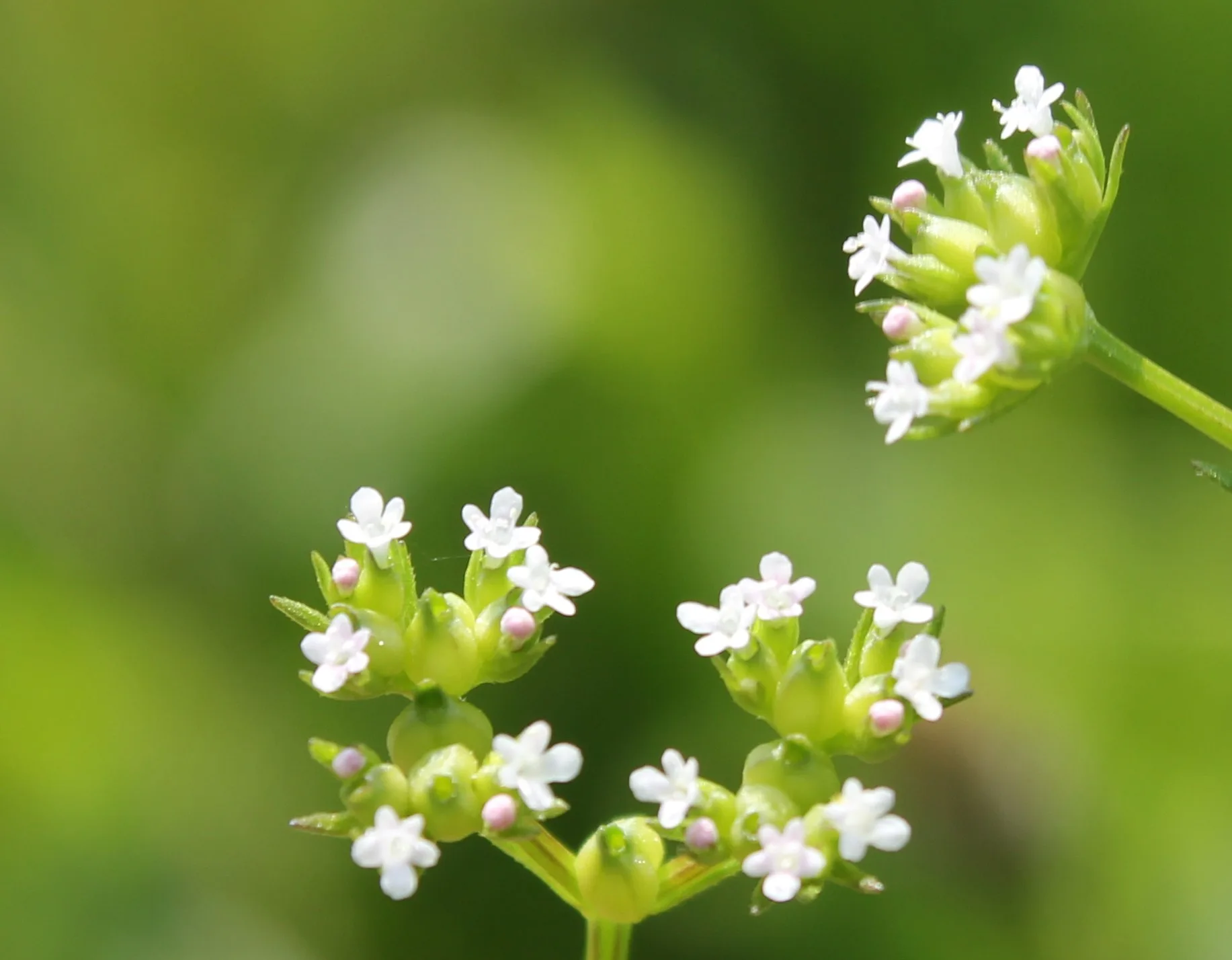 Valeriana rimosa