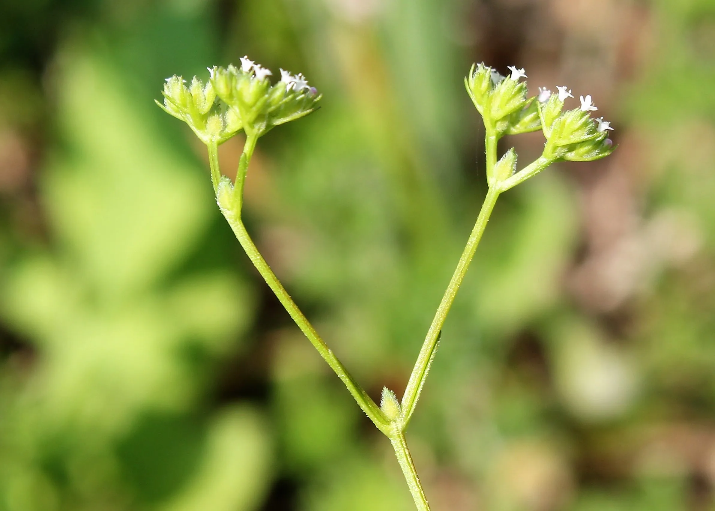 Valeriana rimosa
