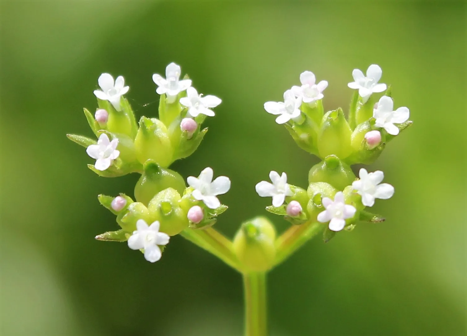 Valeriana rimosa