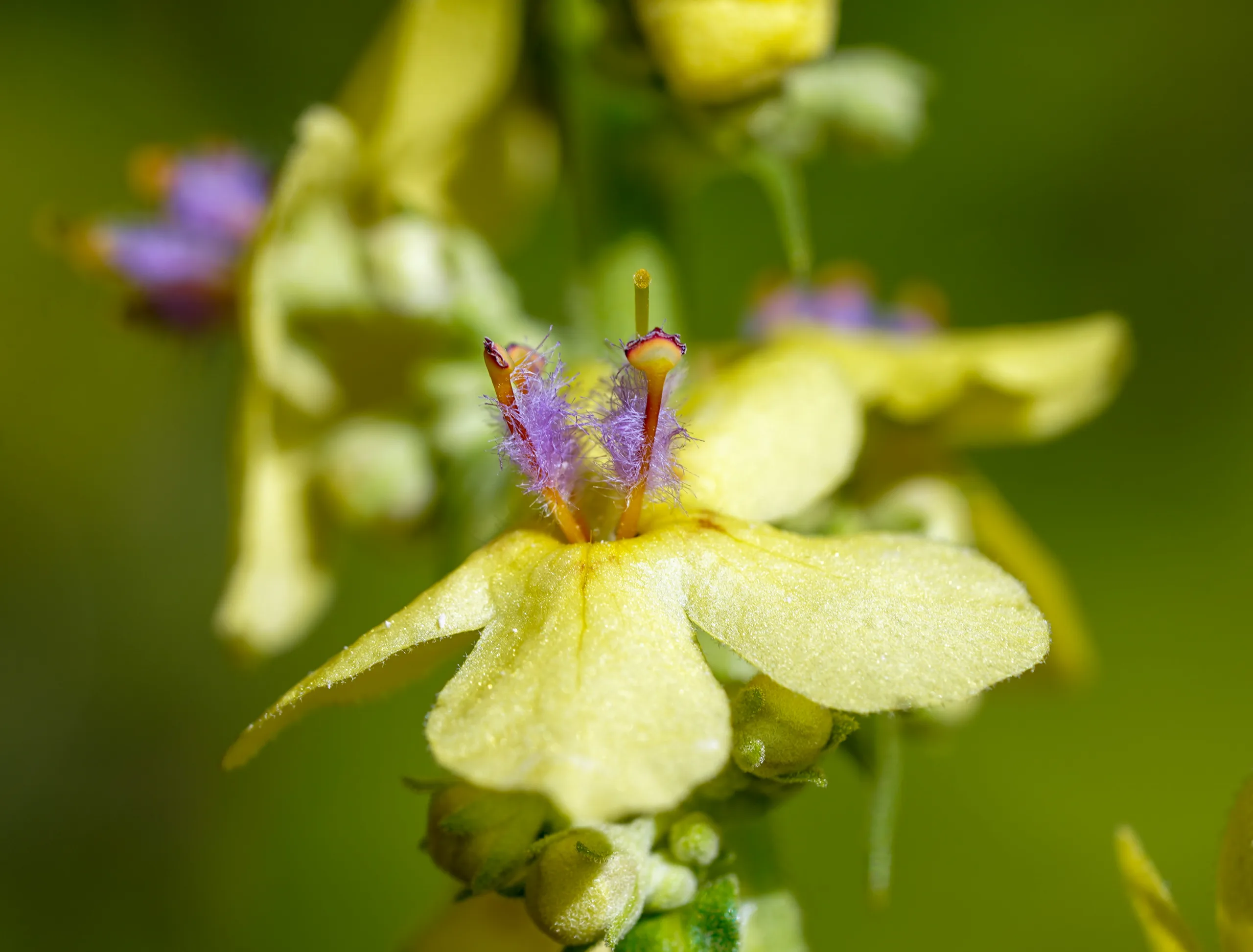 Verbascum bithynicum