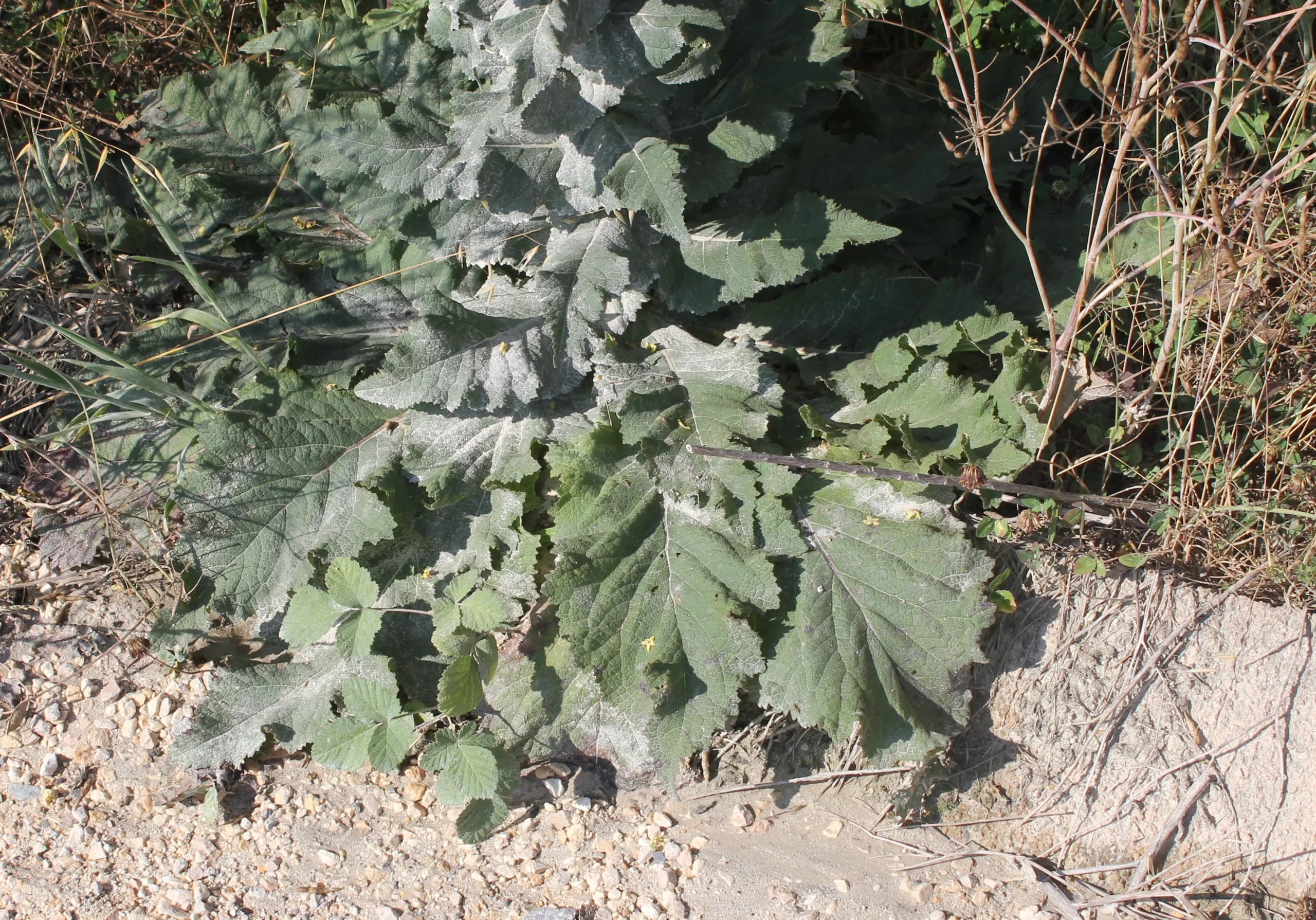Verbascum bithynicum