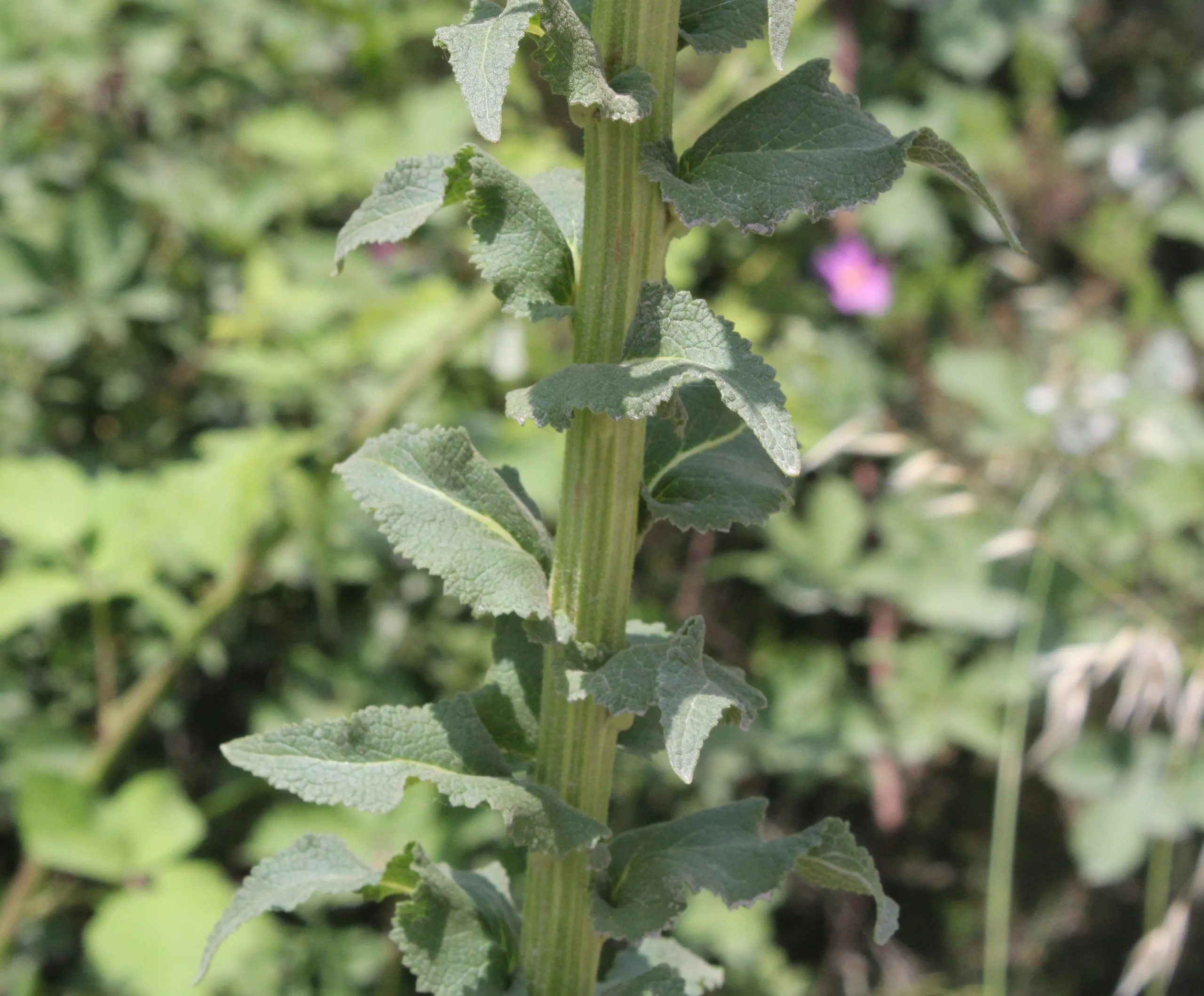 Verbascum bithynicum