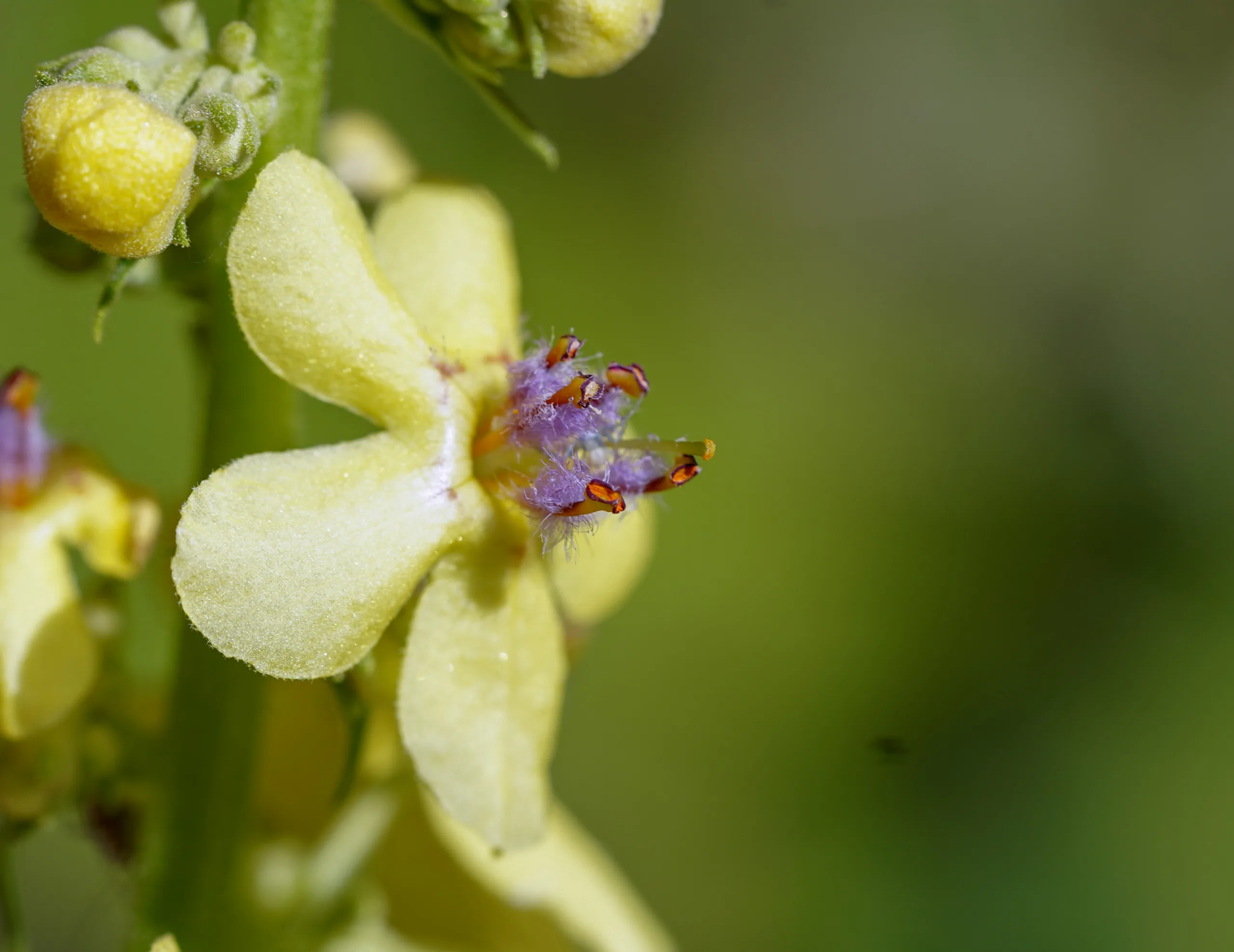 Verbascum bithynicum