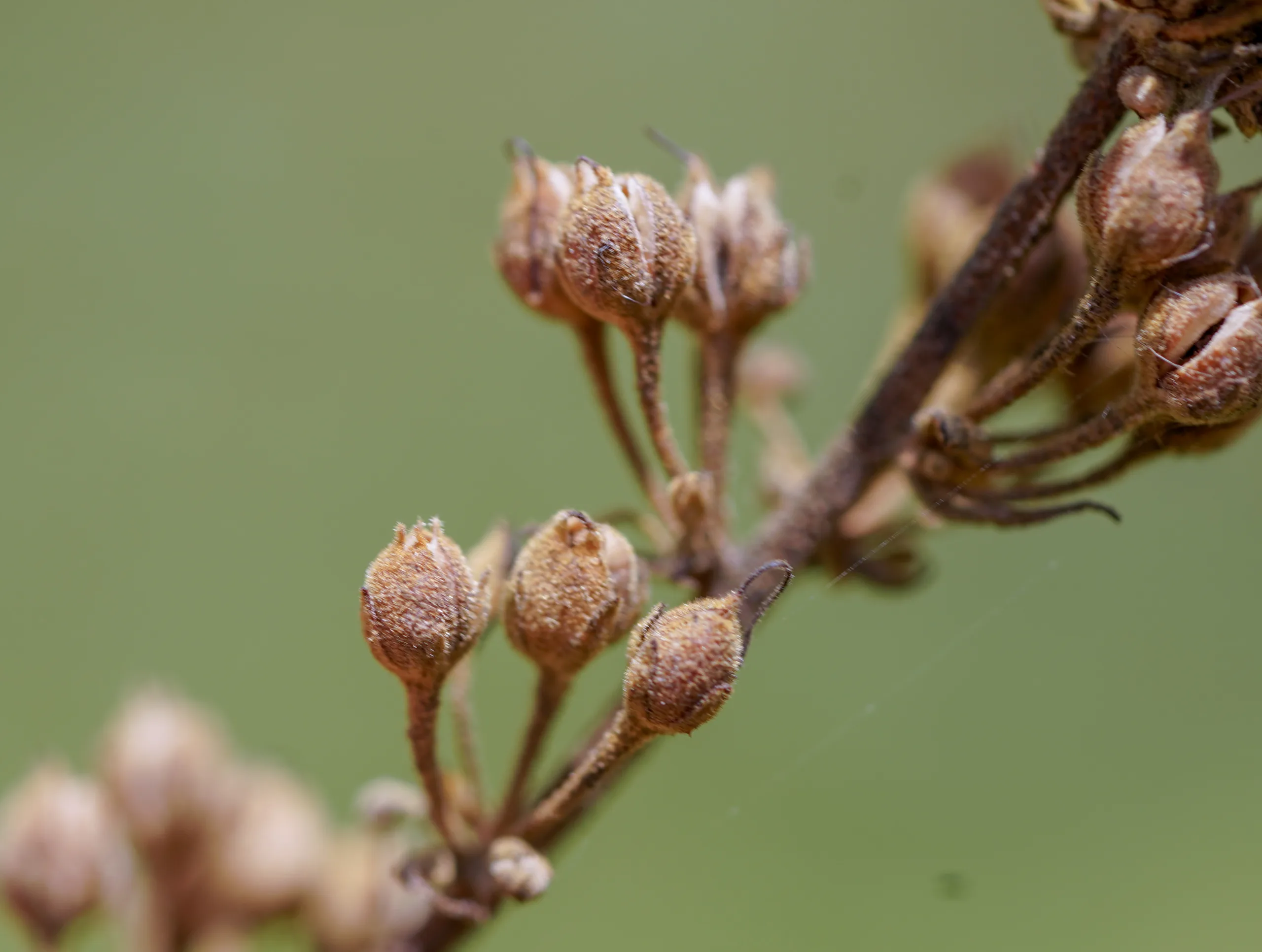 Verbascum bithynicum