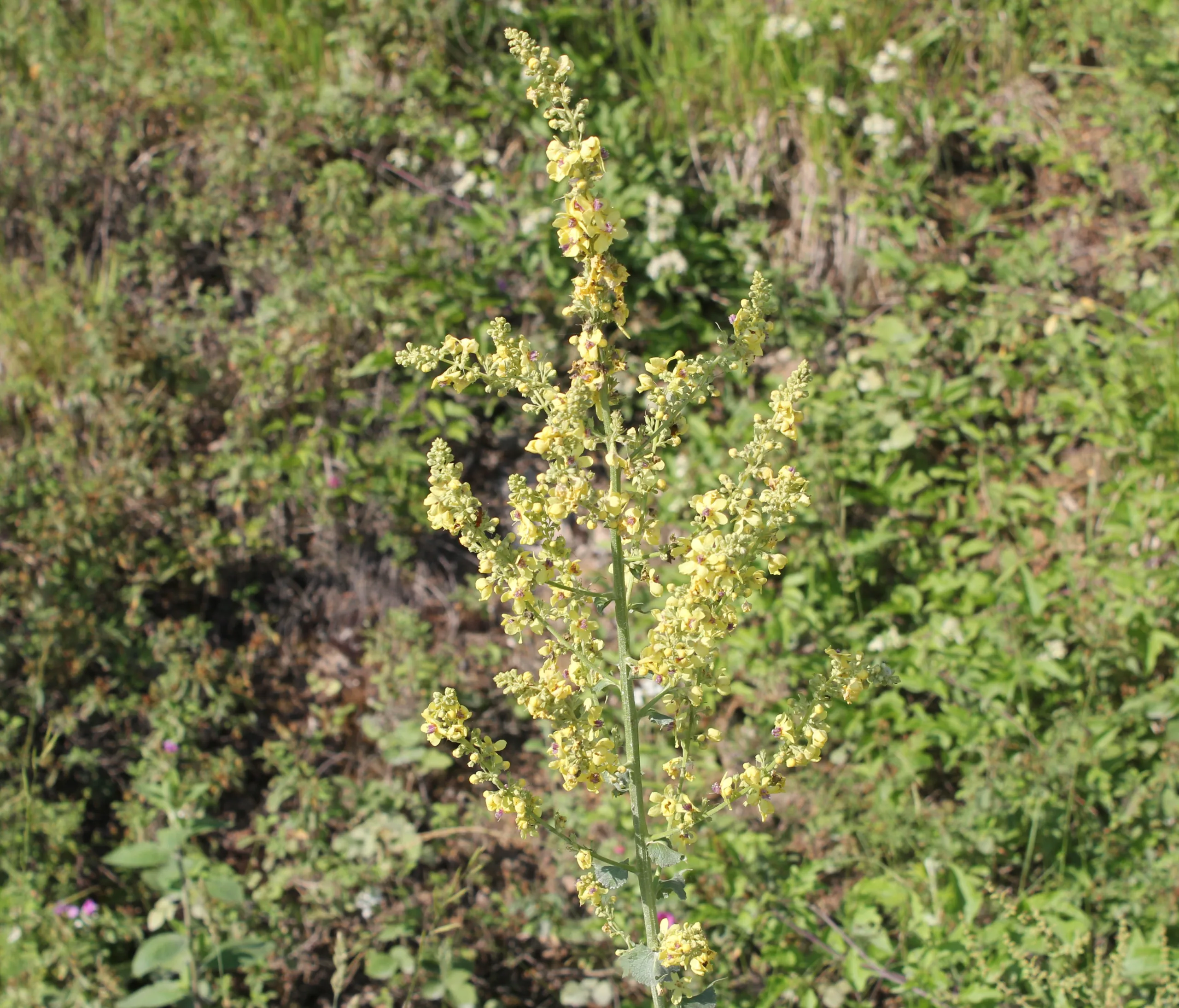 Verbascum bithynicum