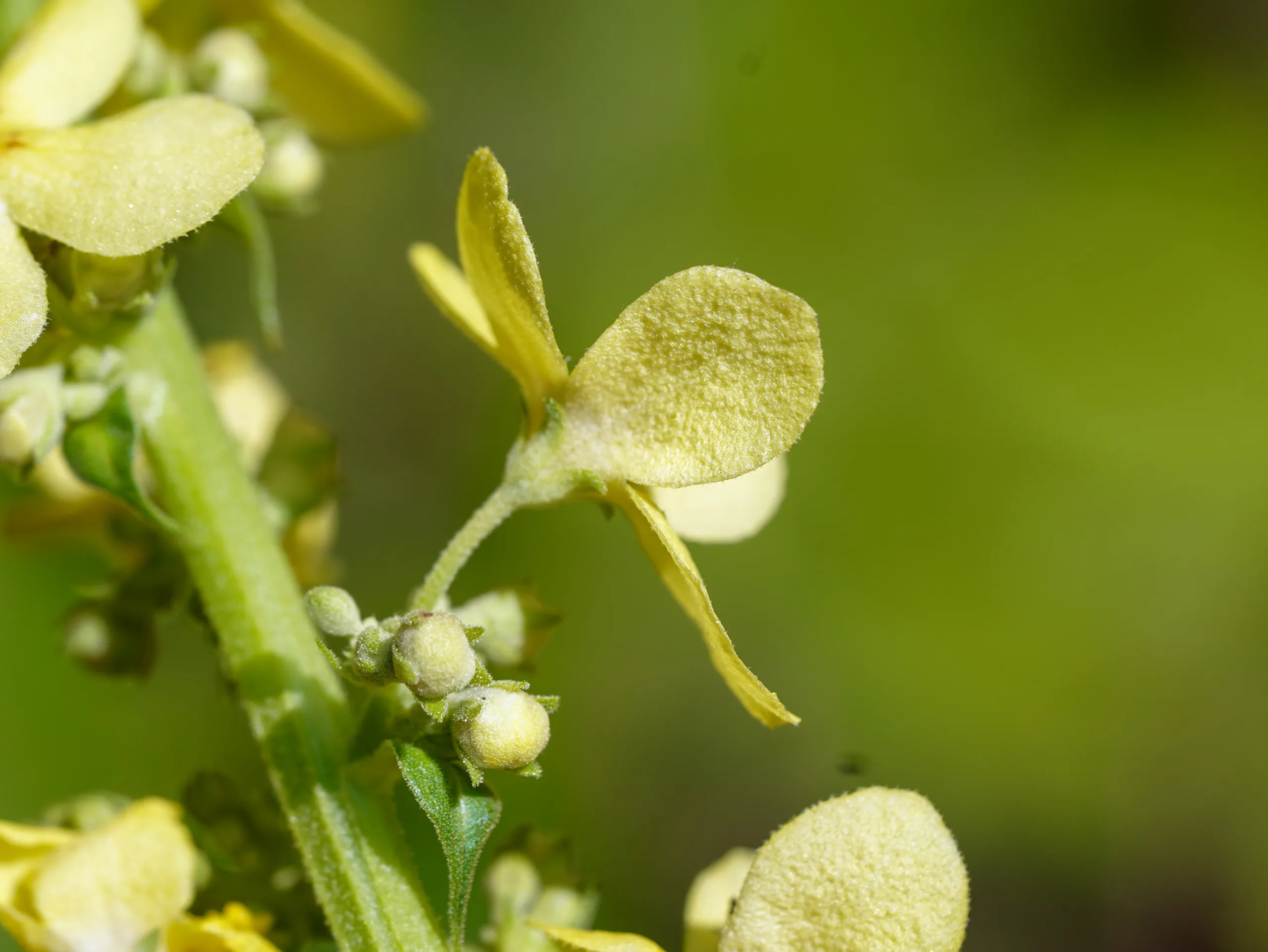Verbascum bithynicum