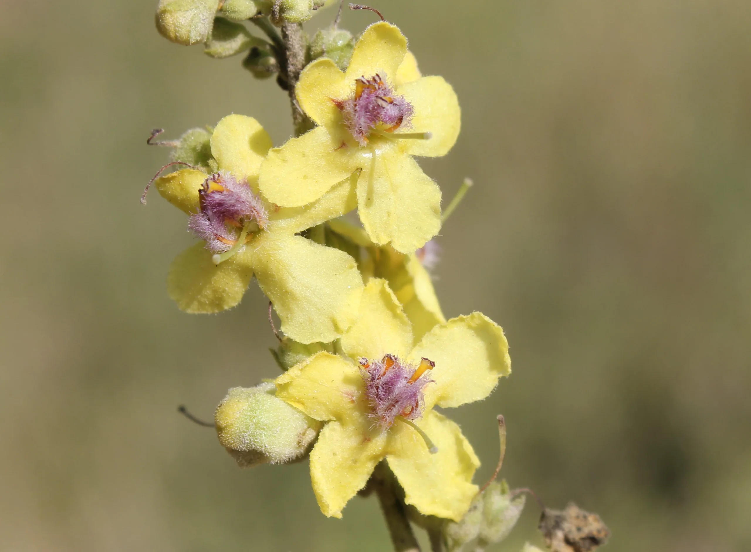 Verbascum bithynicum