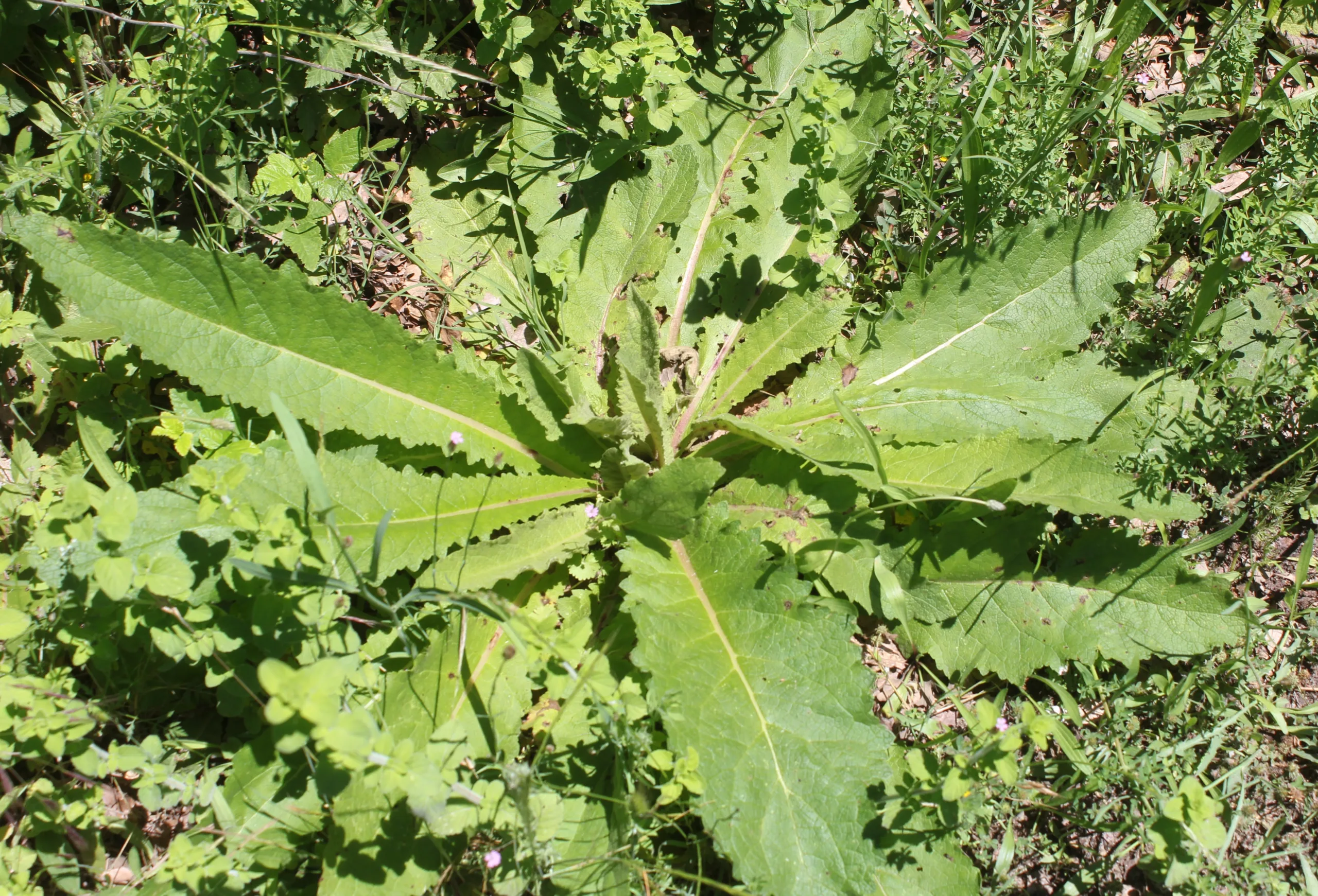 Verbascum bithynicum