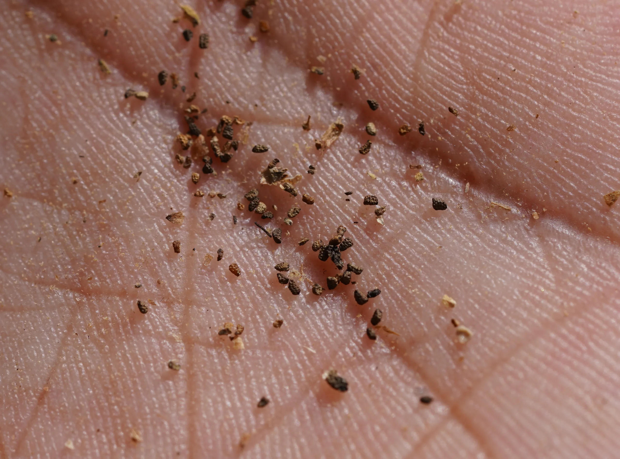 Verbascum bithynicum