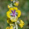 Verbascum bugulifolium