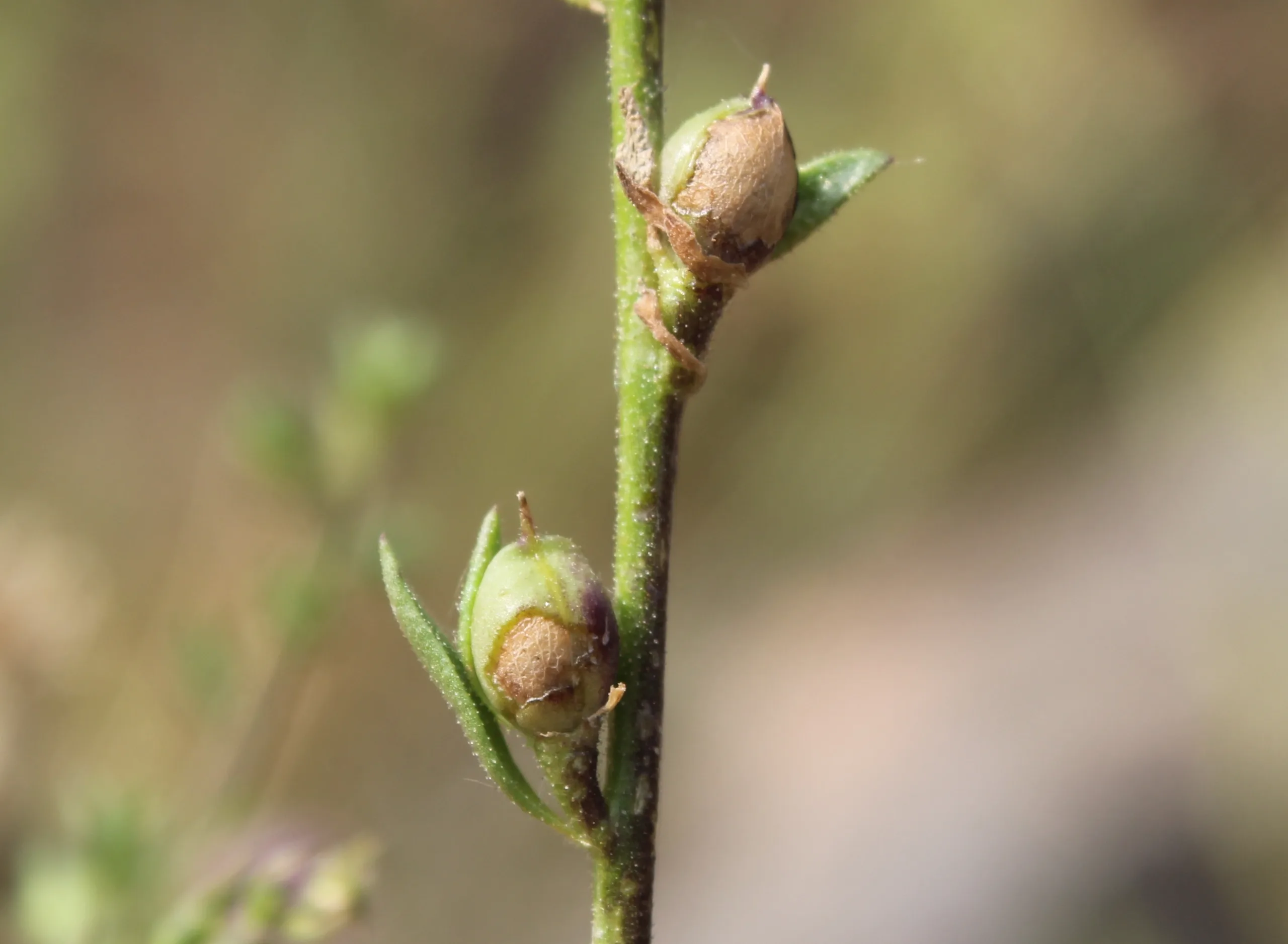 Verbascum orientale