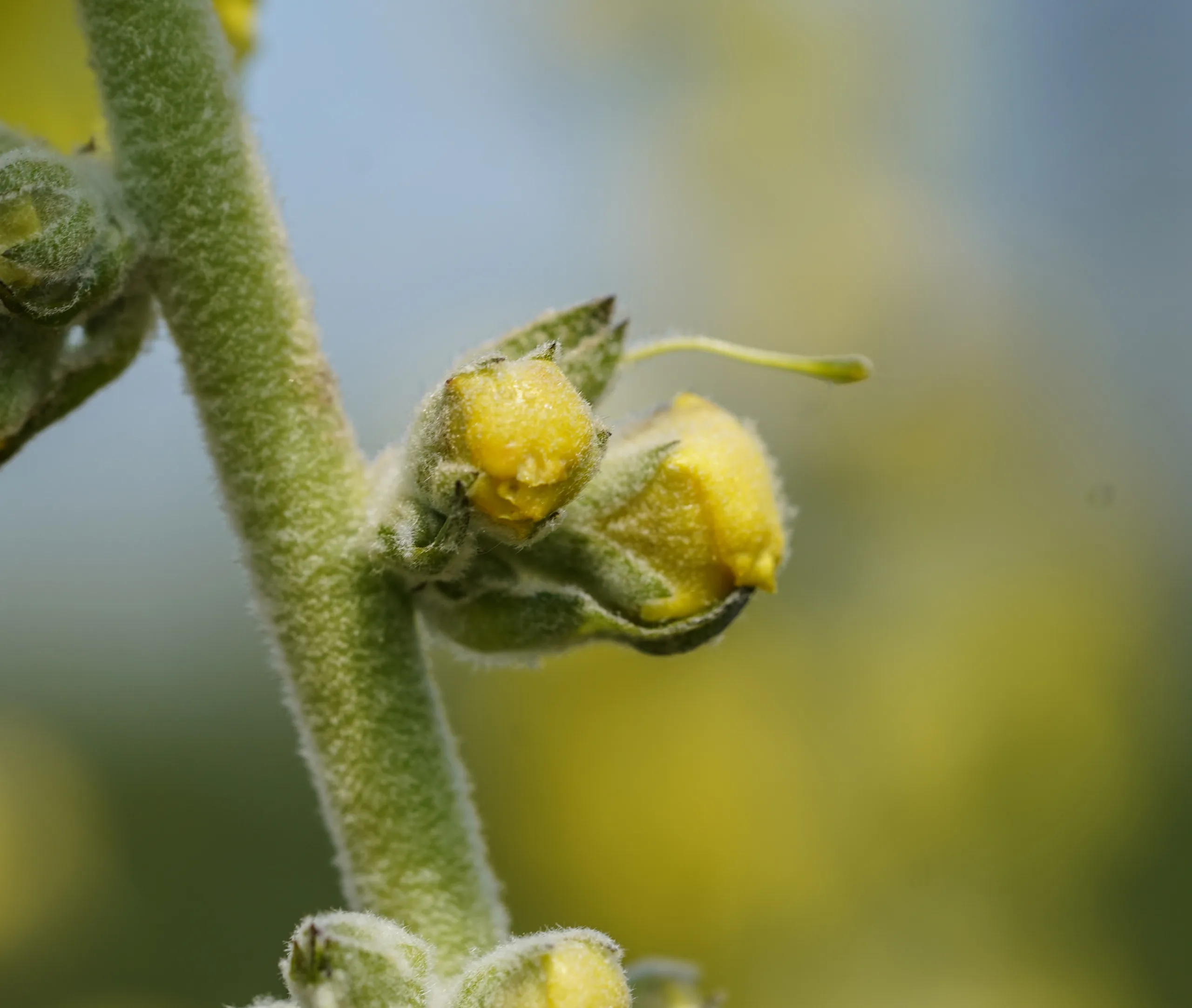 Verbascum phlomoides