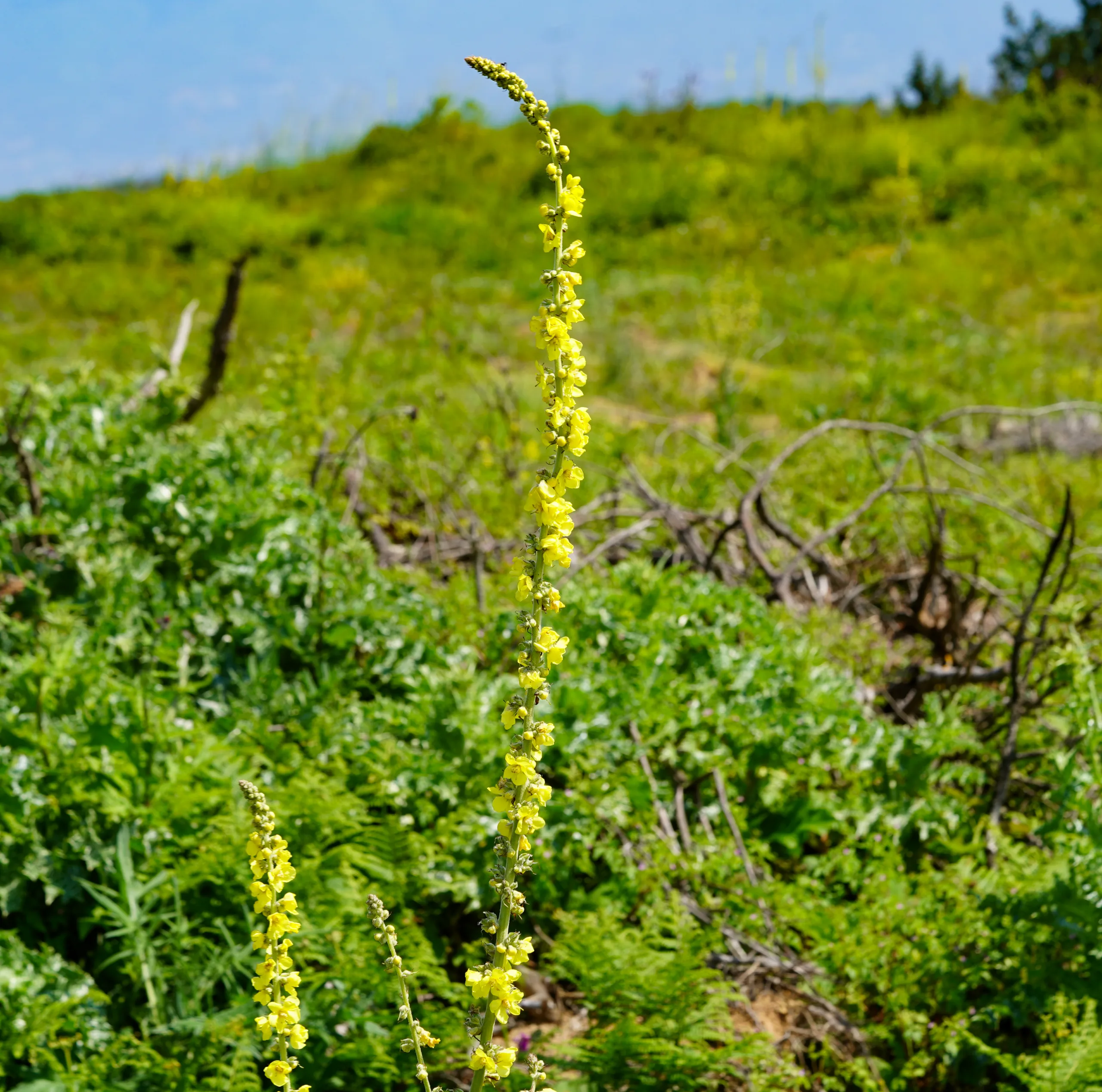 Verbascum phlomoides