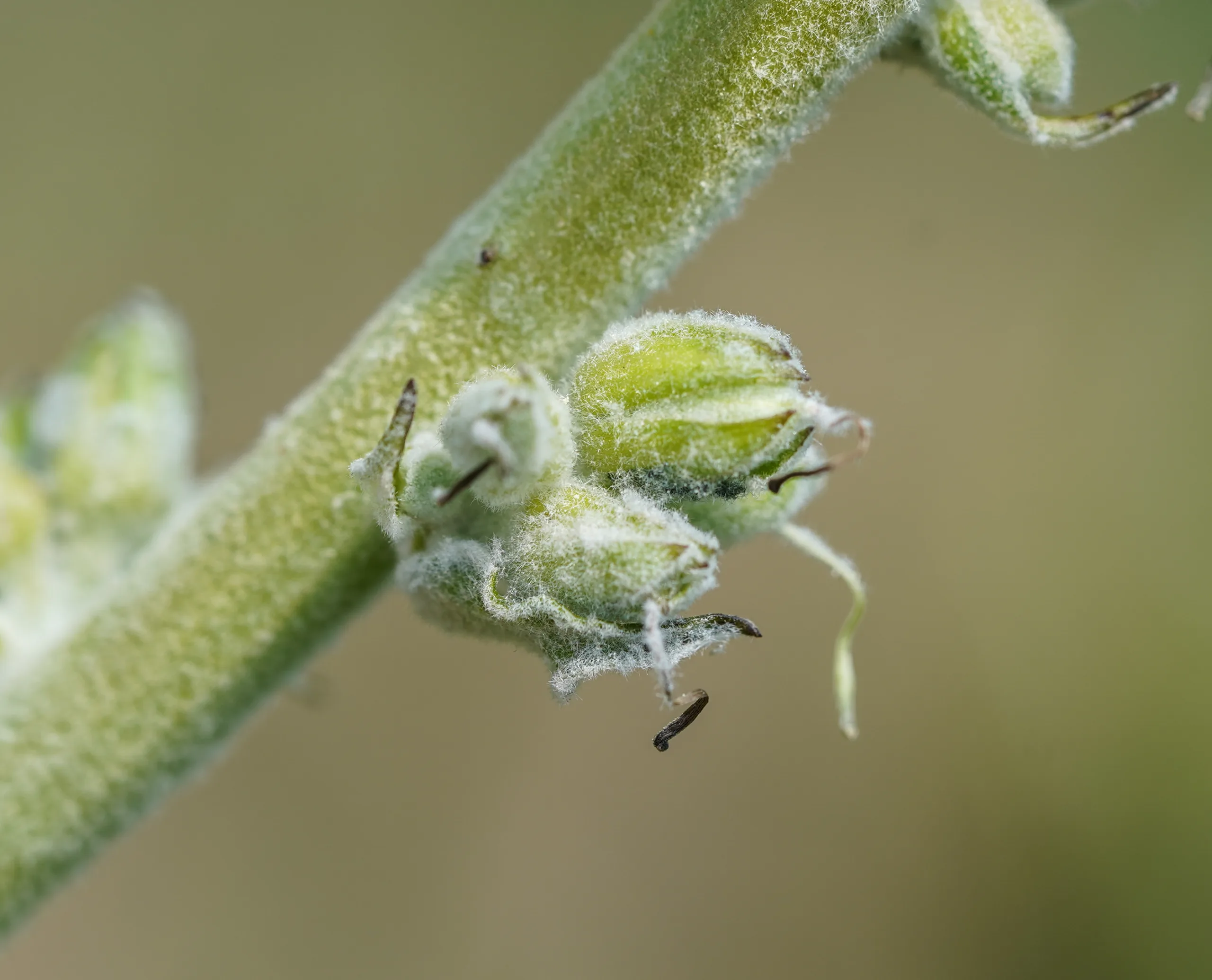 Verbascum phlomoides