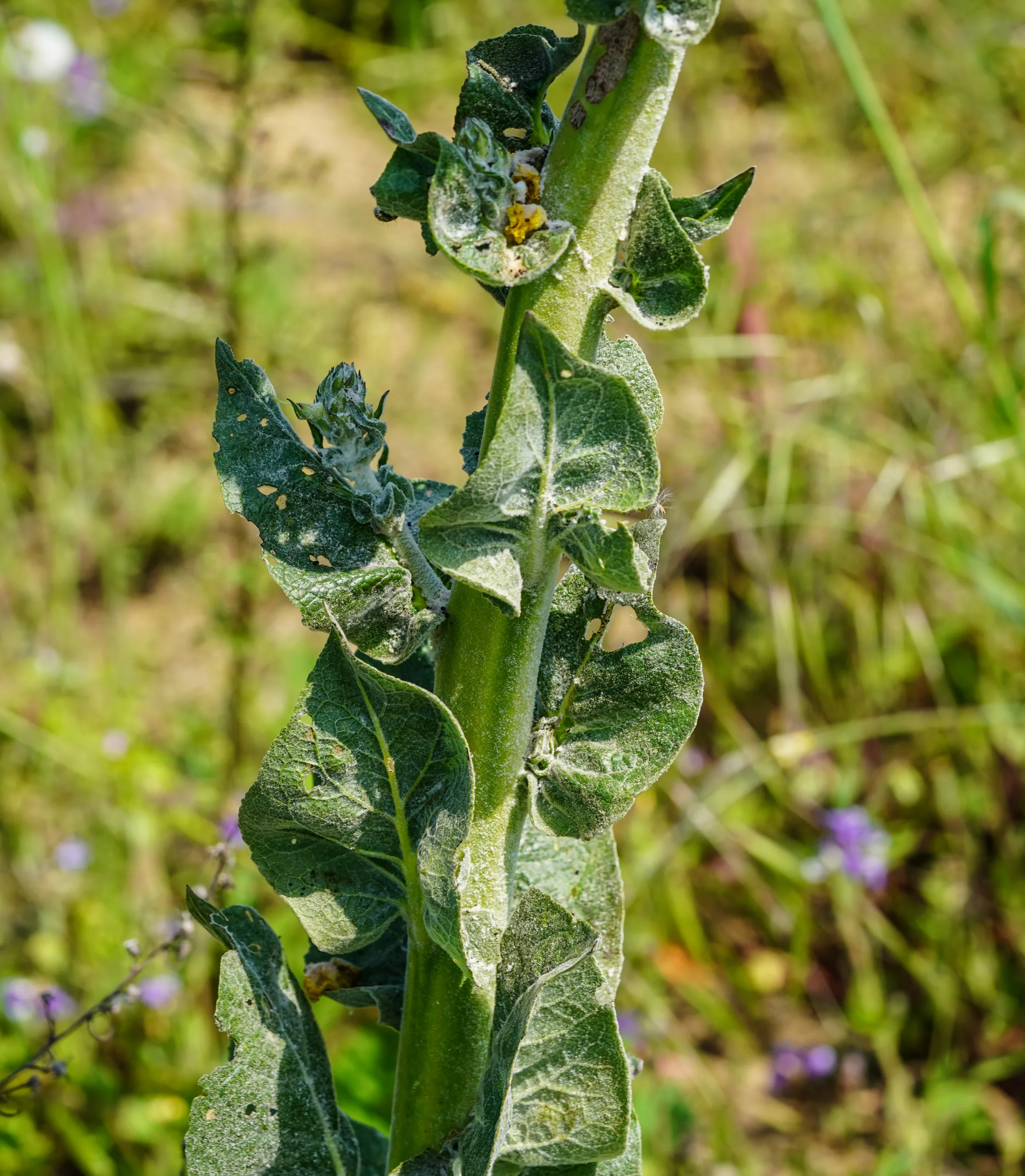 Verbascum phlomoides