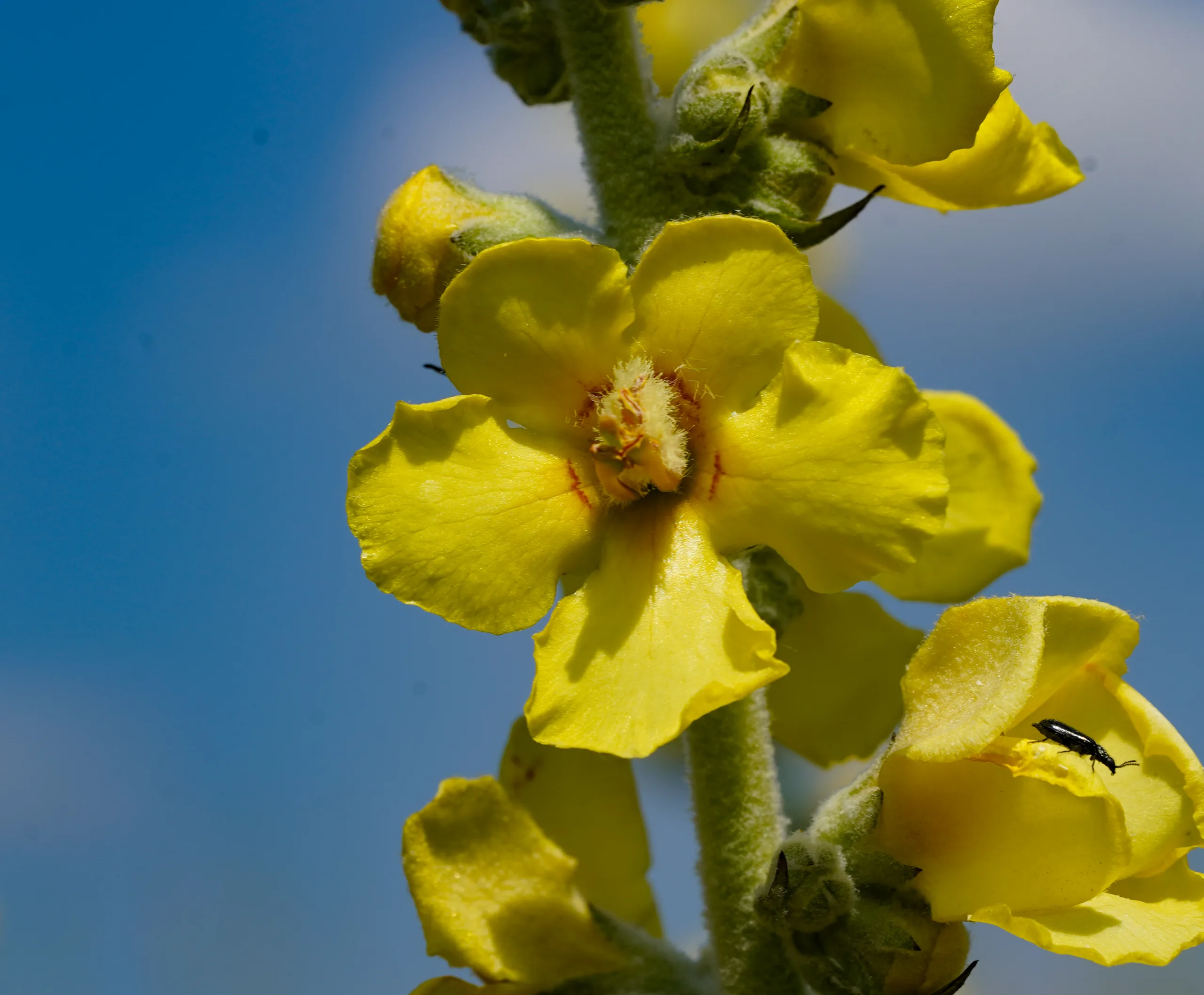 Verbascum phlomoides