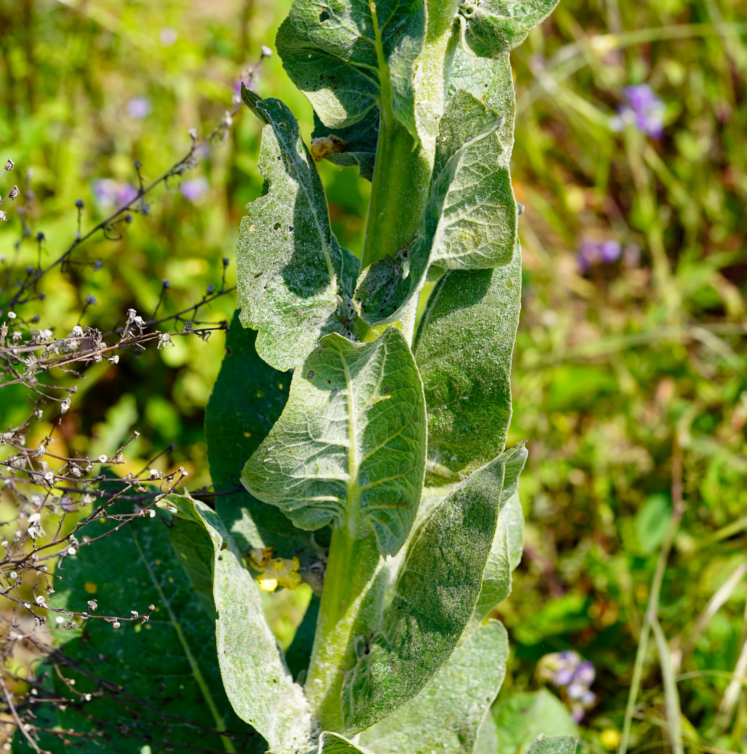 Verbascum phlomoides