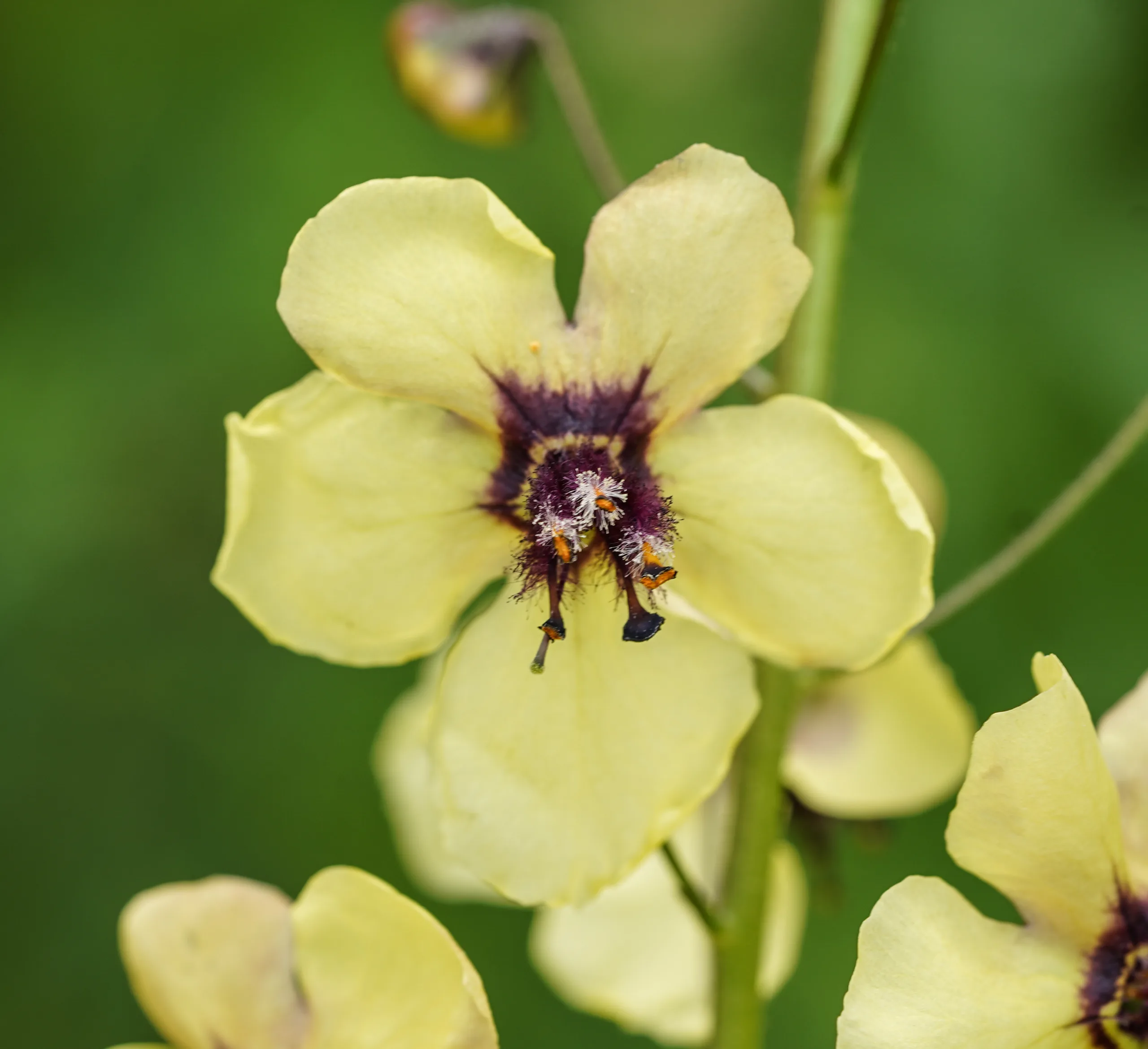 Verbascum xanthophoeniceum