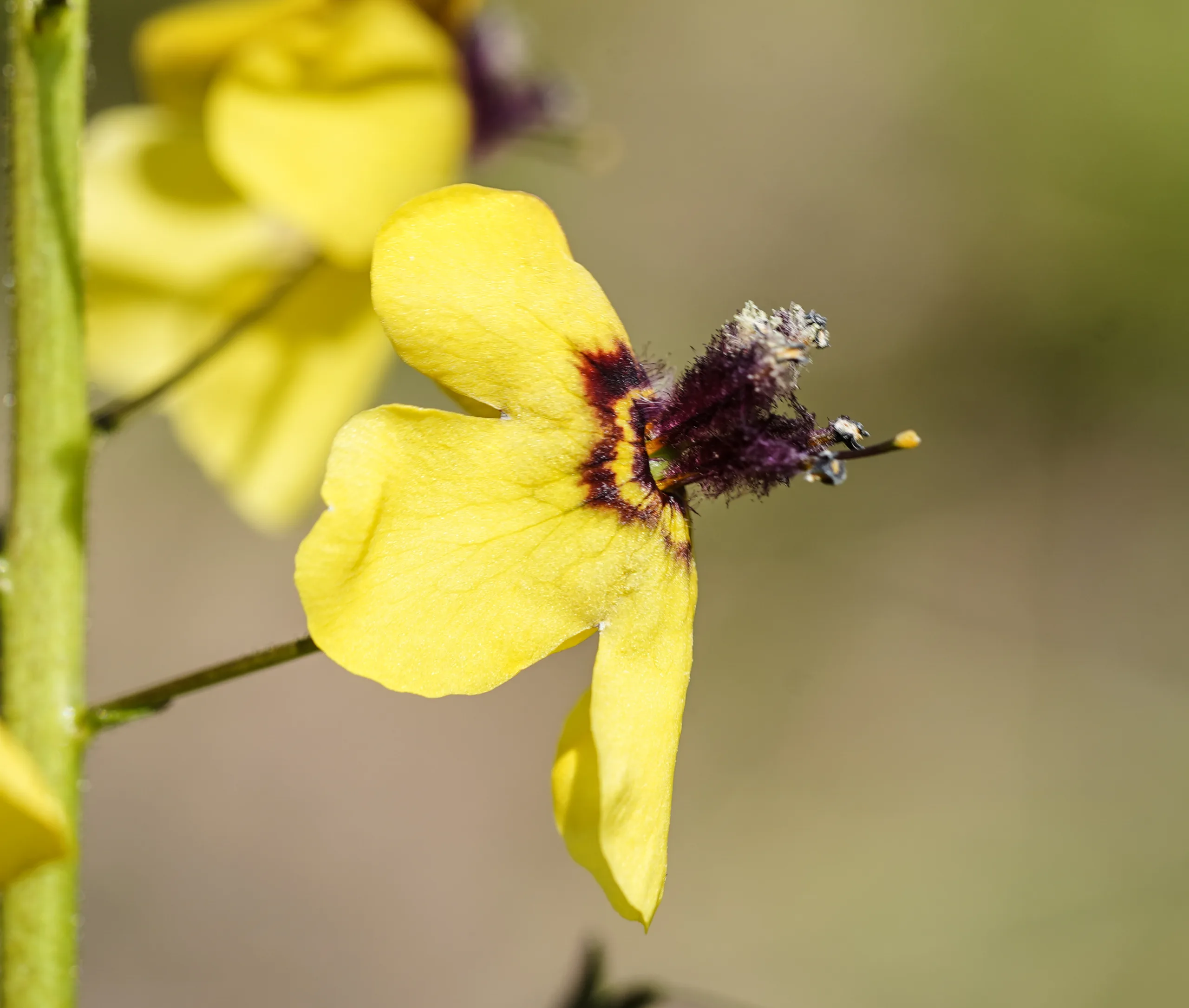 Verbascum xanthophoeniceum