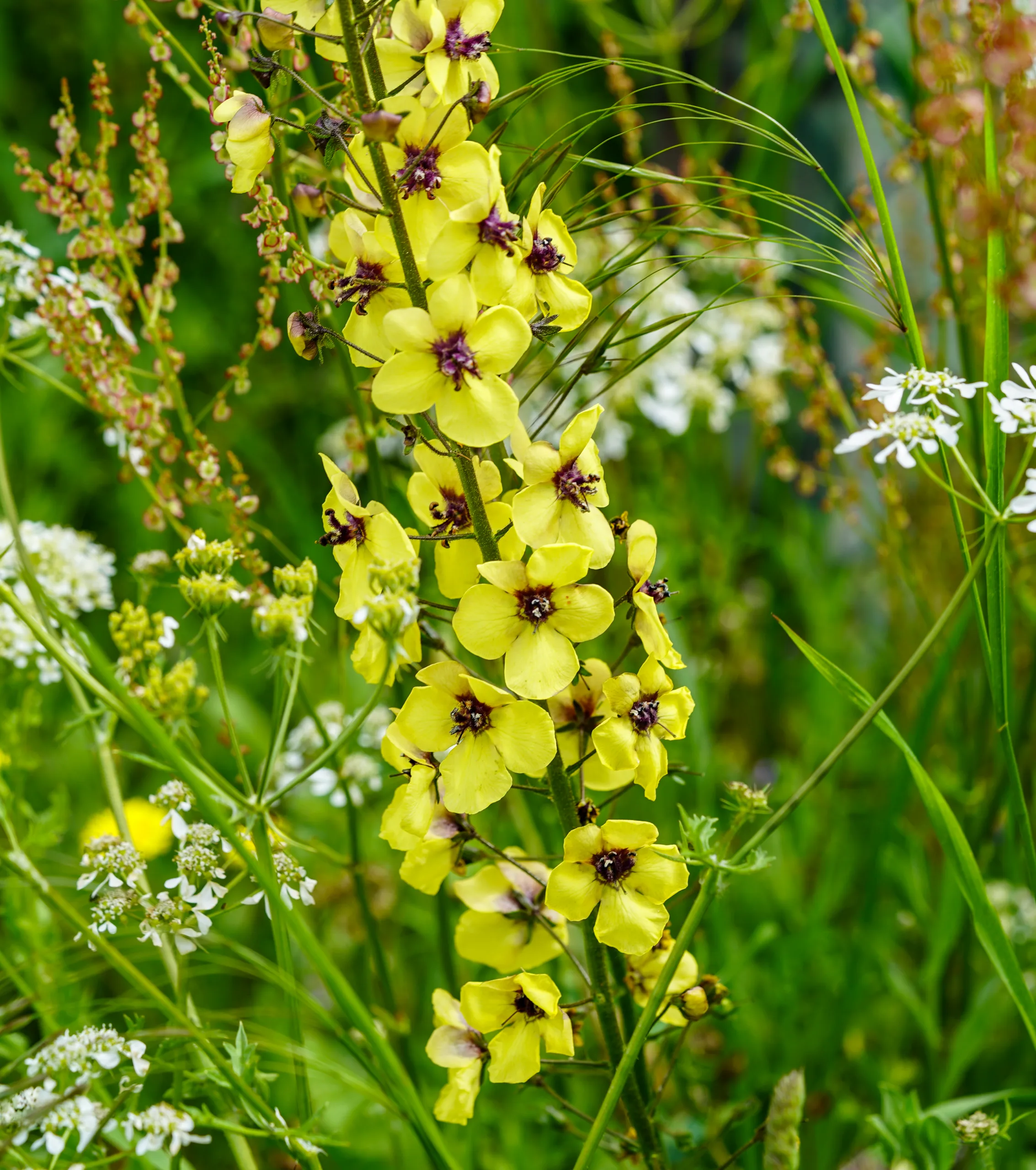 Verbascum xanthophoeniceum