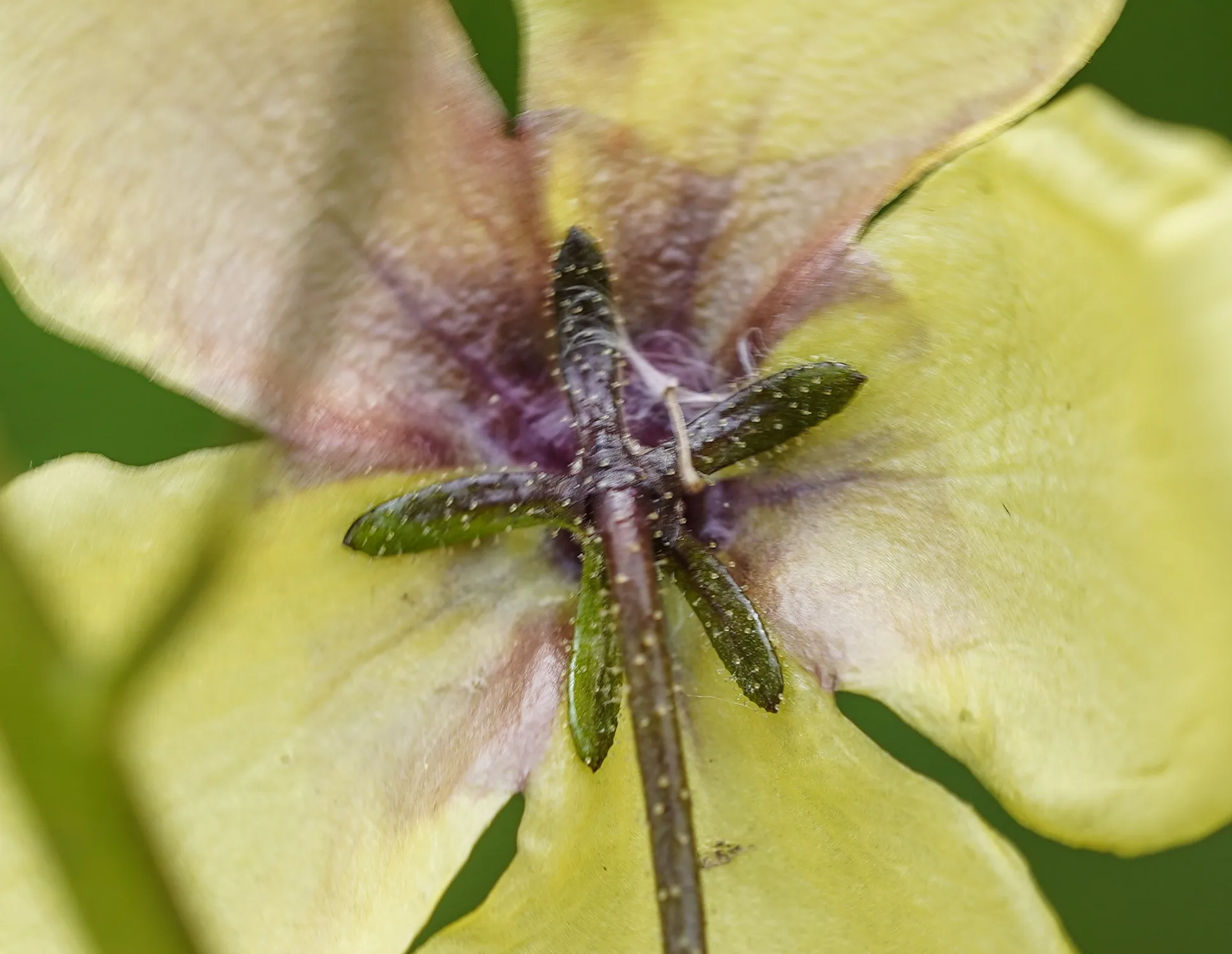 Verbascum xanthophoeniceum