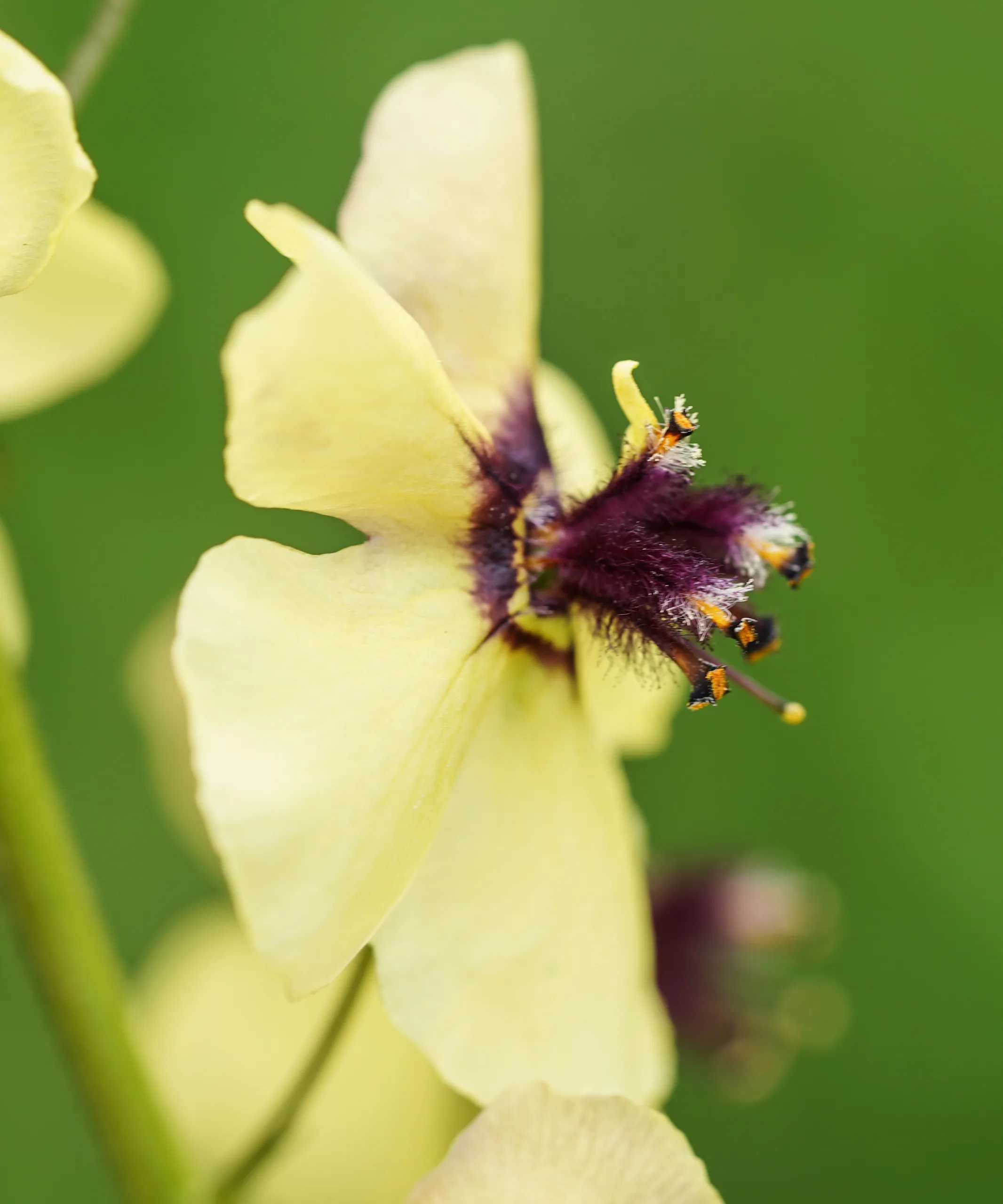 Verbascum xanthophoeniceum