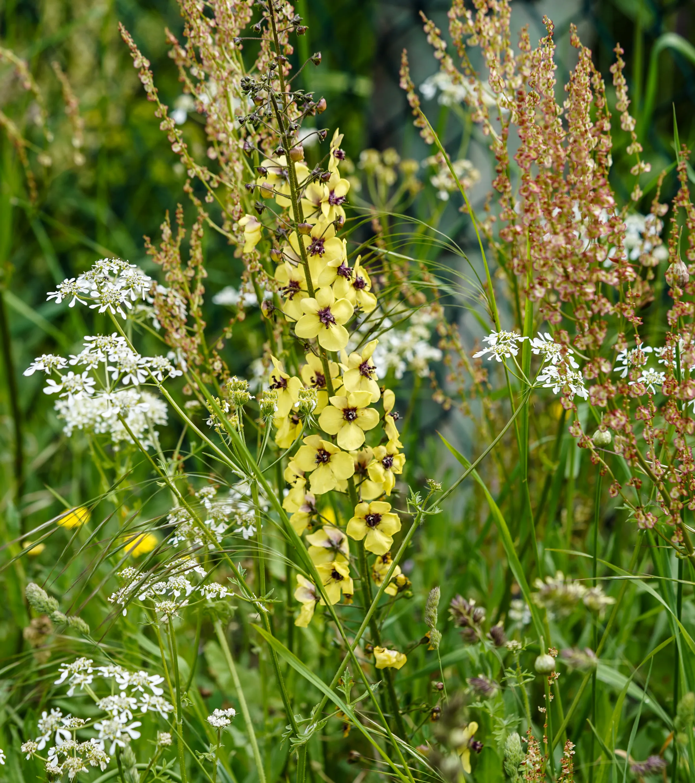 Verbascum xanthophoeniceum