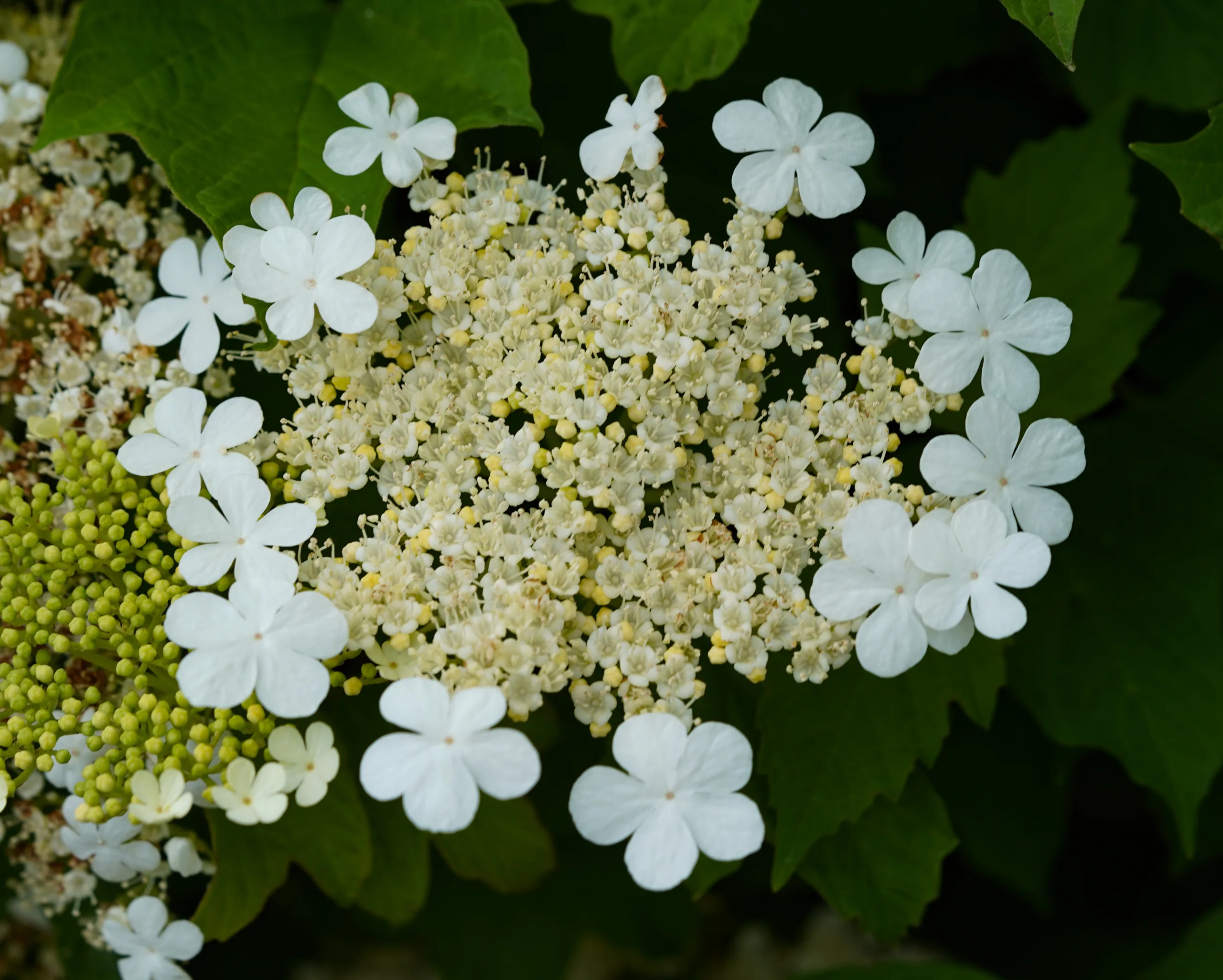 Viburnum opulus