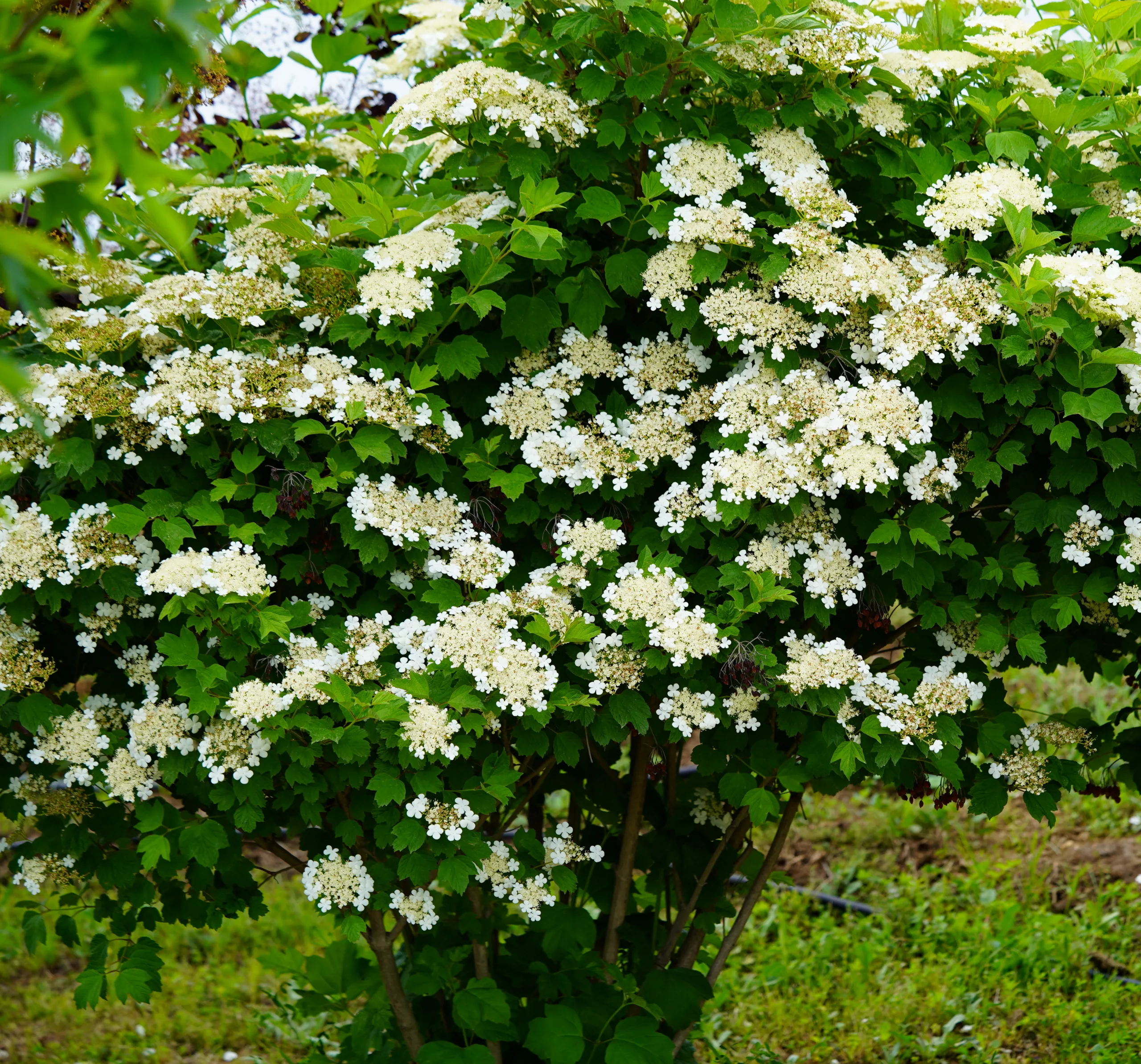 Viburnum opulus
