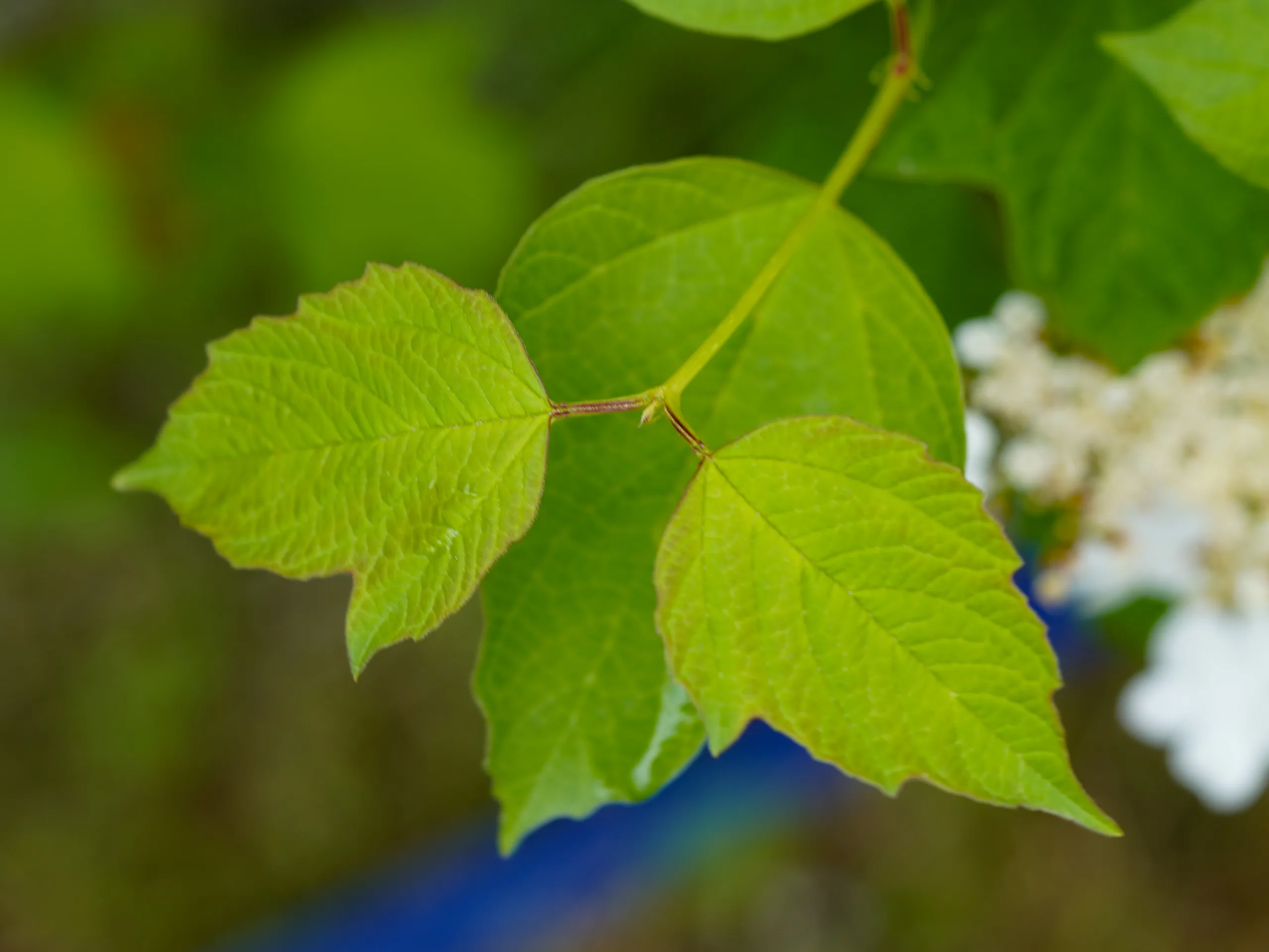 Viburnum opulus