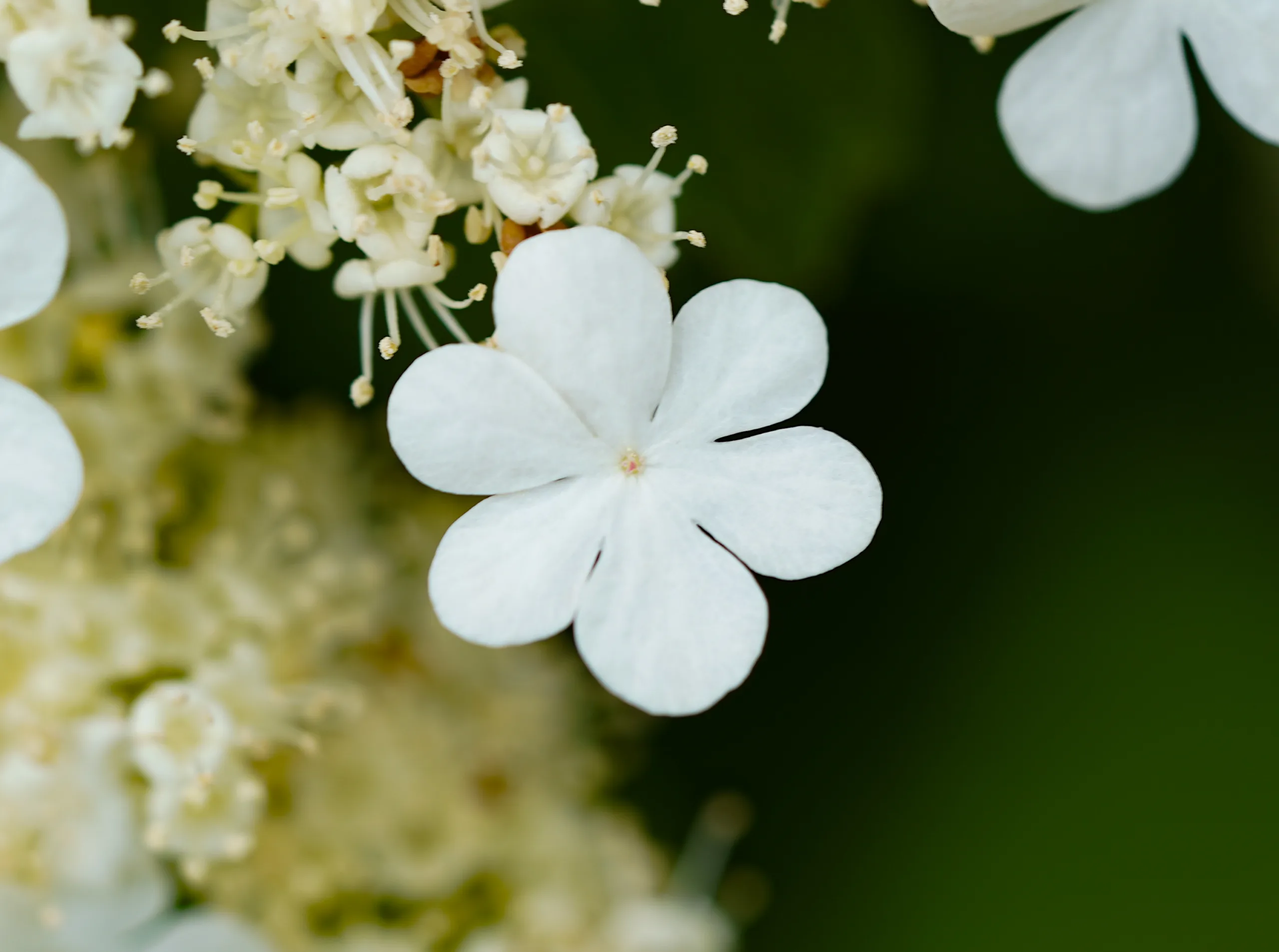 Viburnum opulus