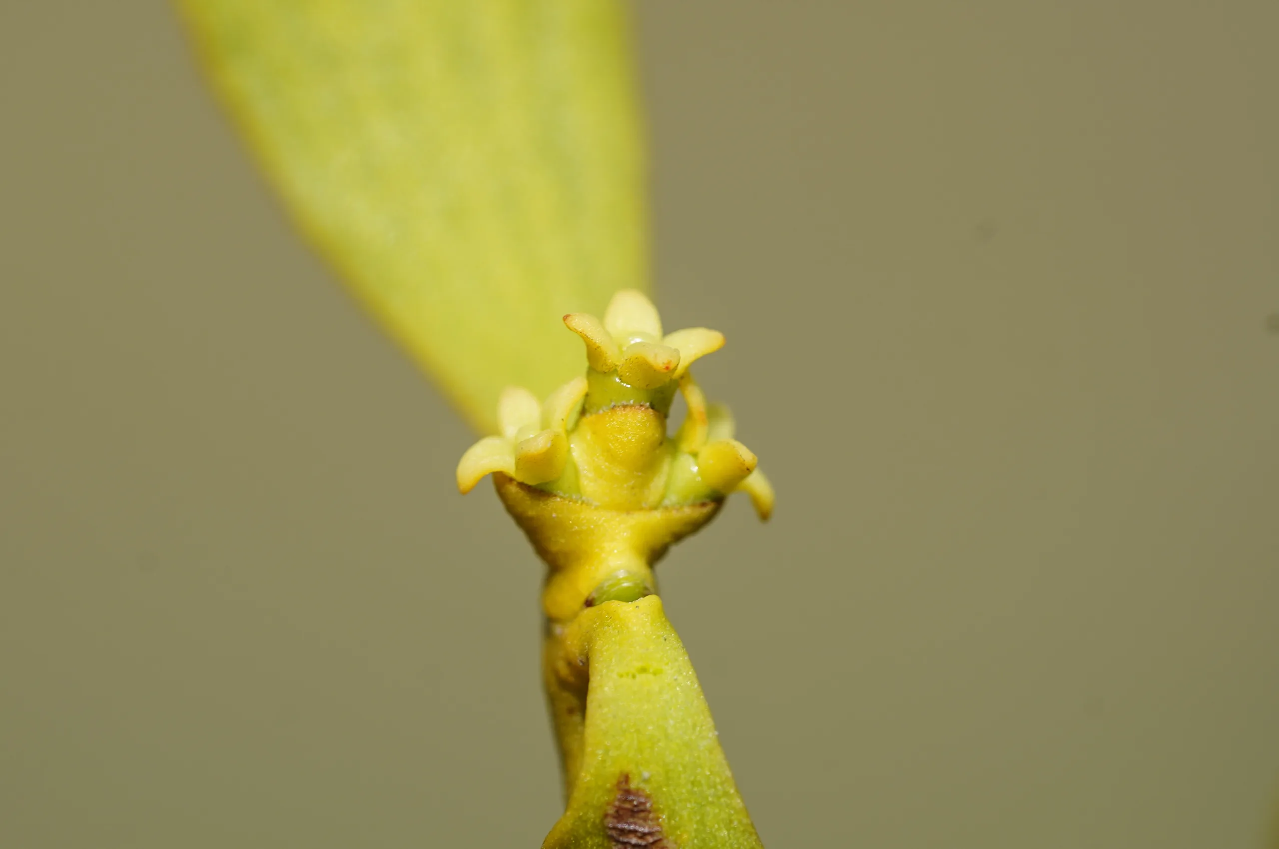 Viscum album