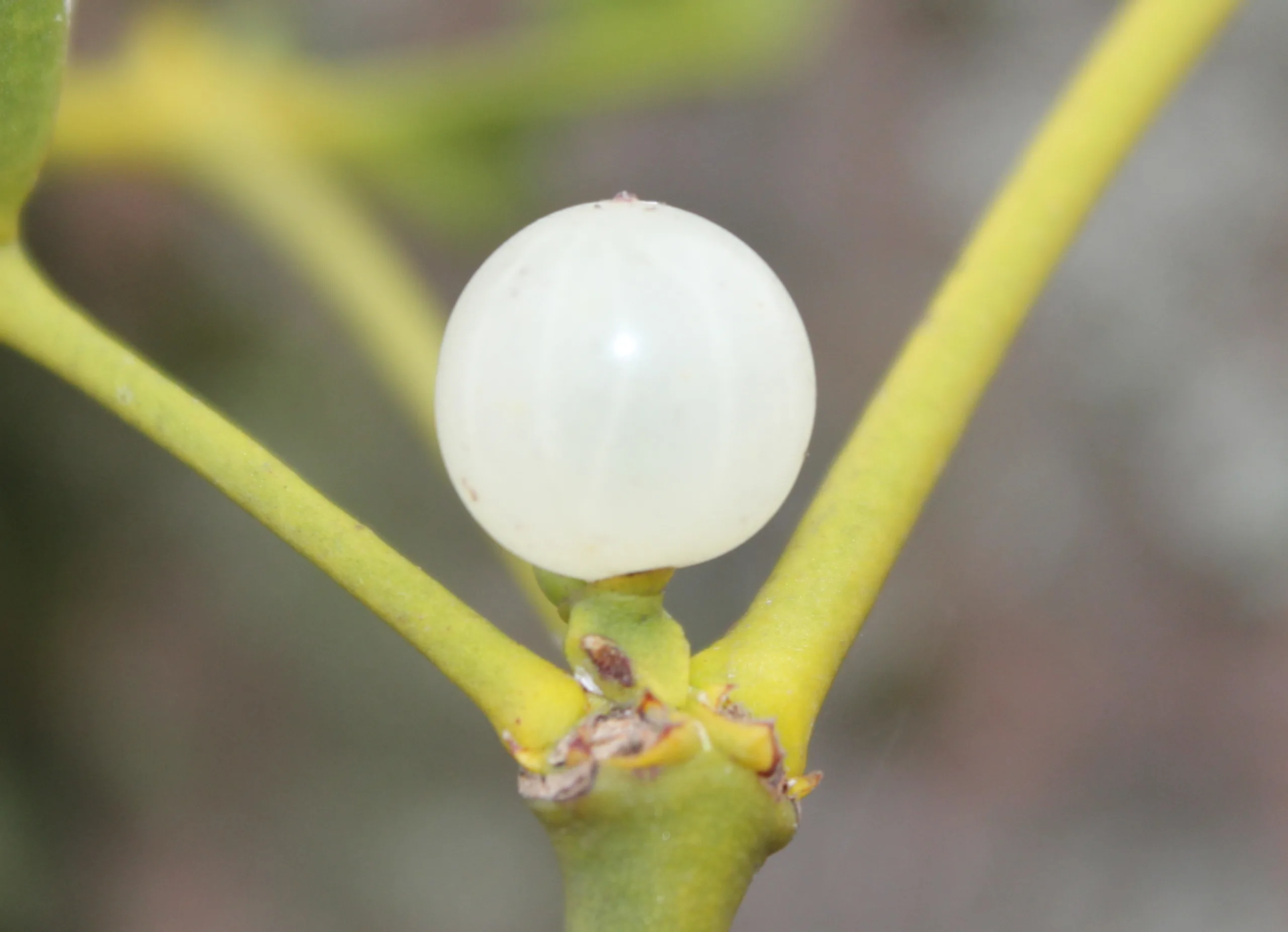 Viscum album