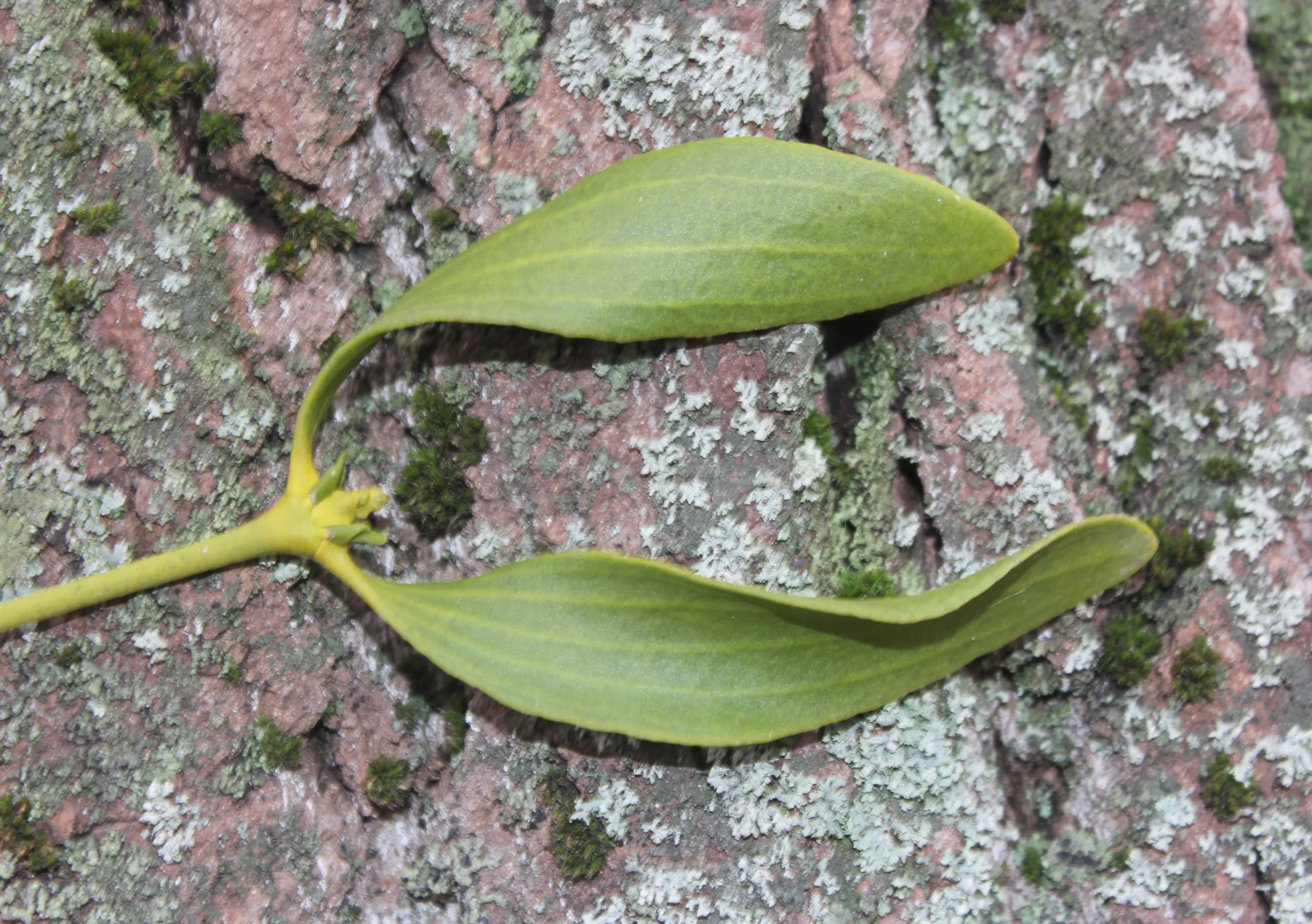 Viscum album