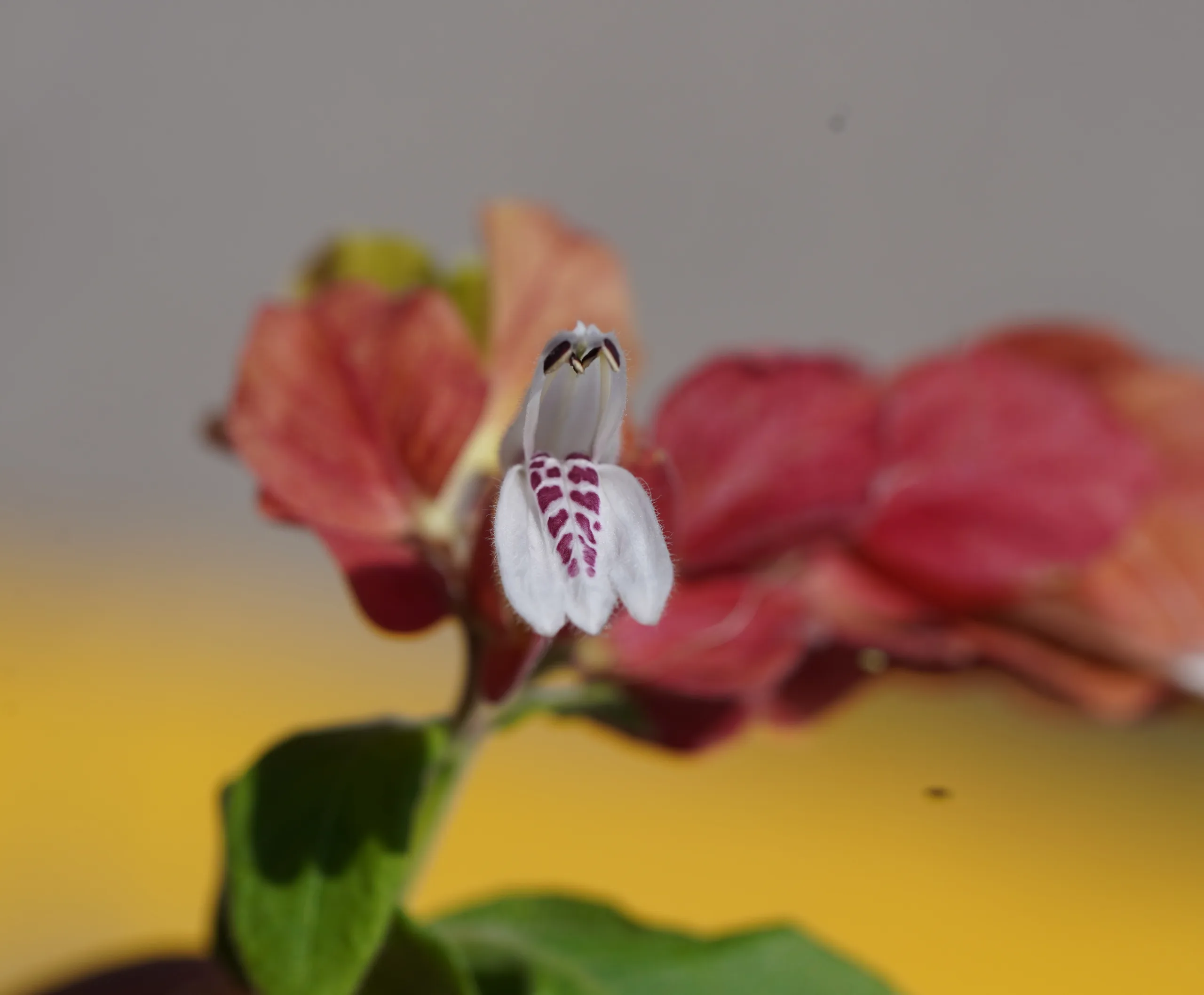 justicia brandegeeana