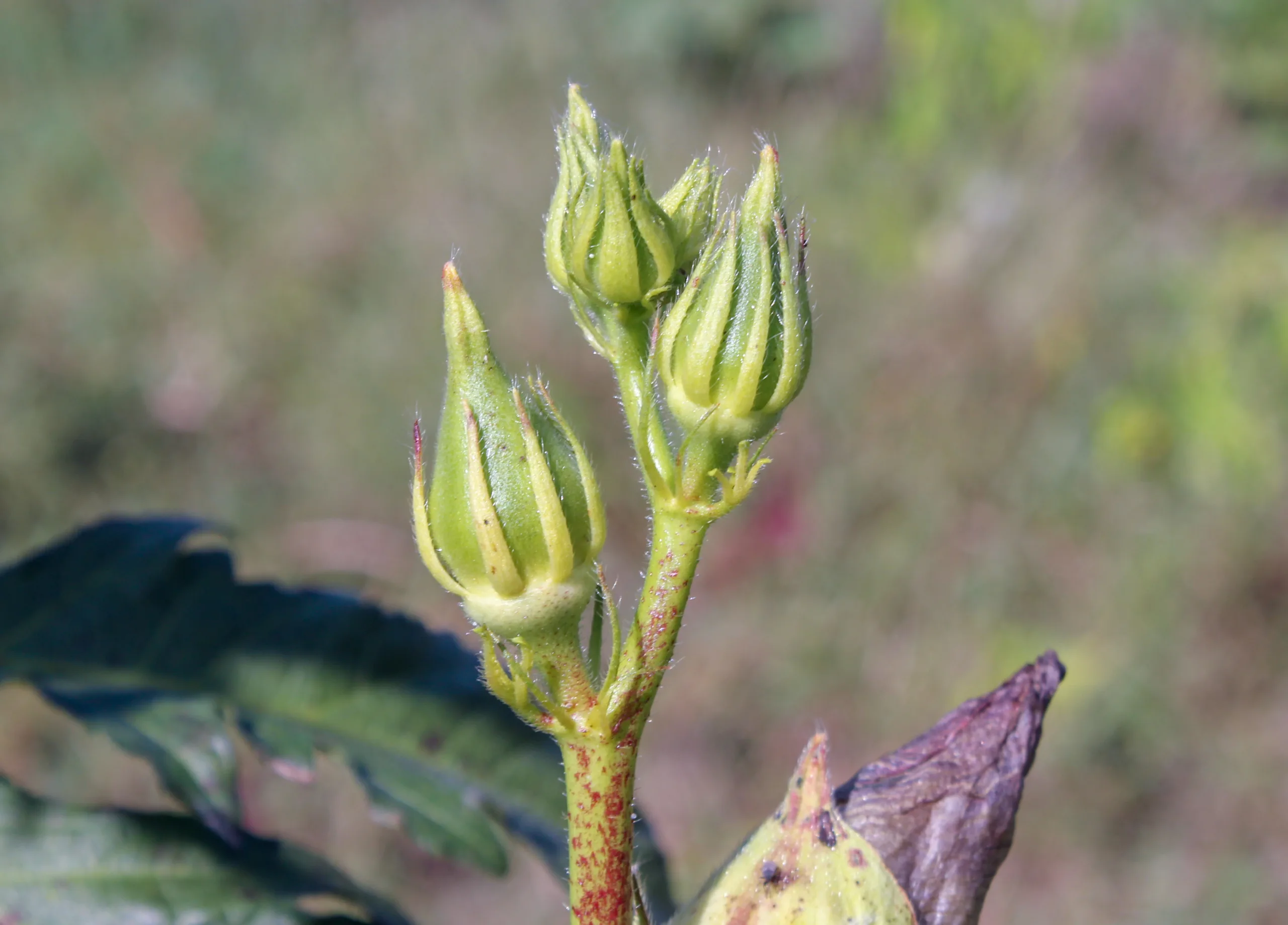 Abelmoschus esculentus