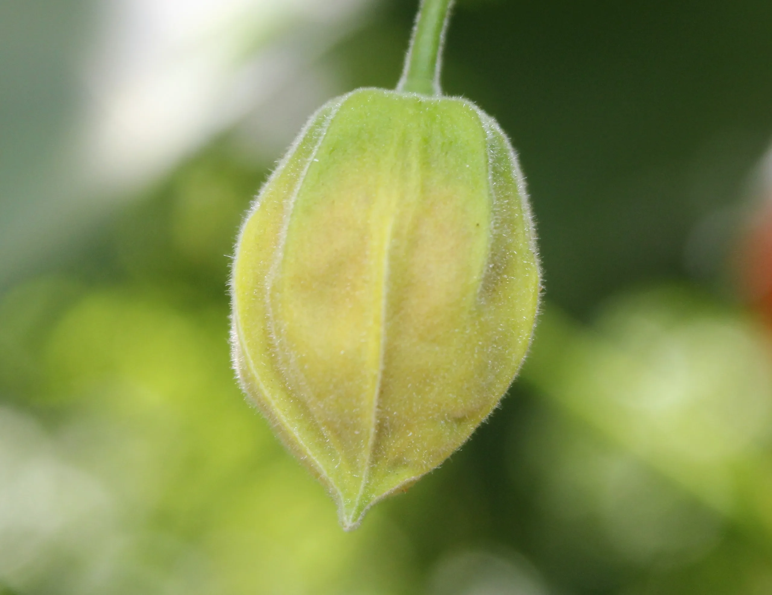 Abutilon × hybridum