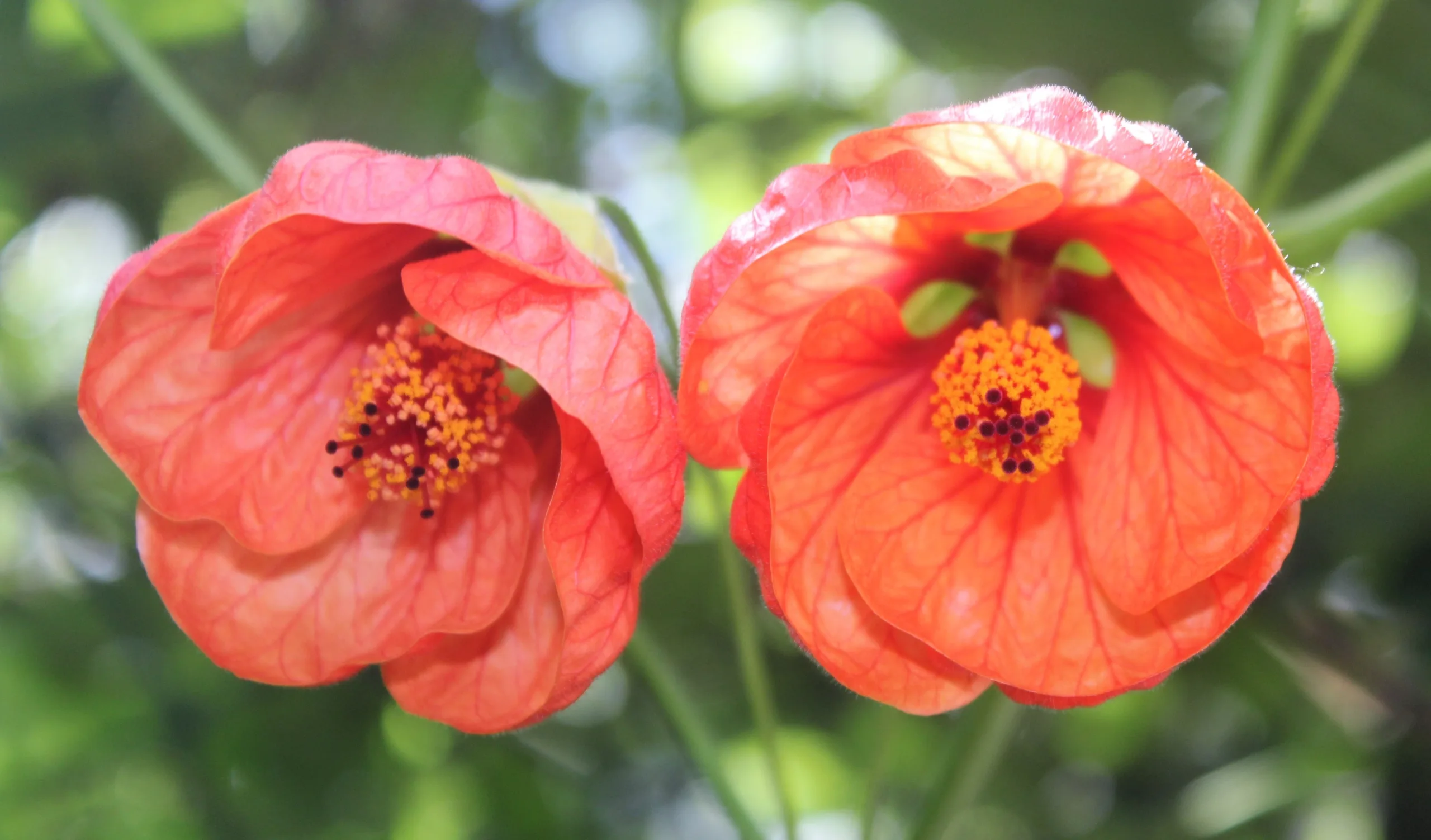 Abutilon × hybridum