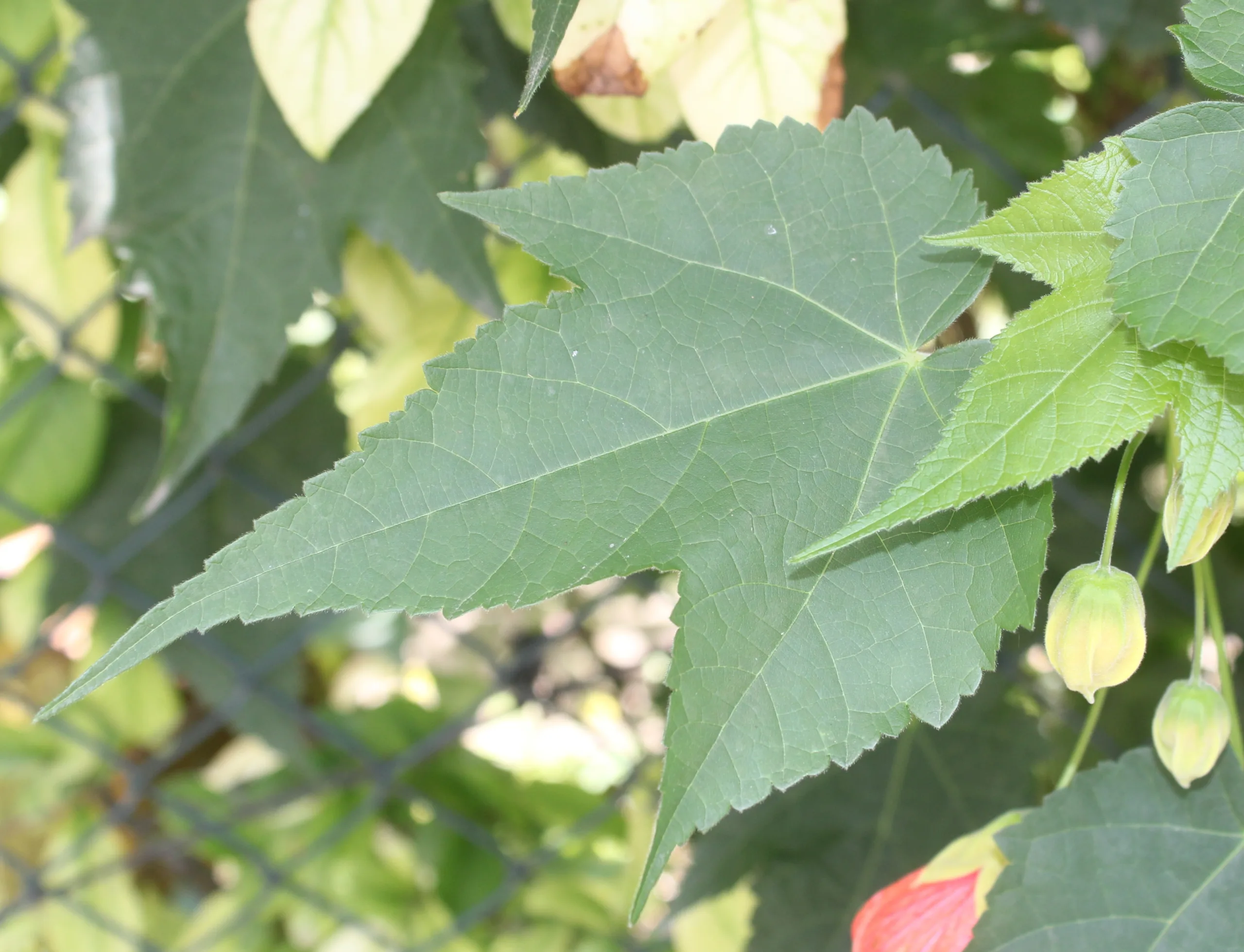 Abutilon × hybridum